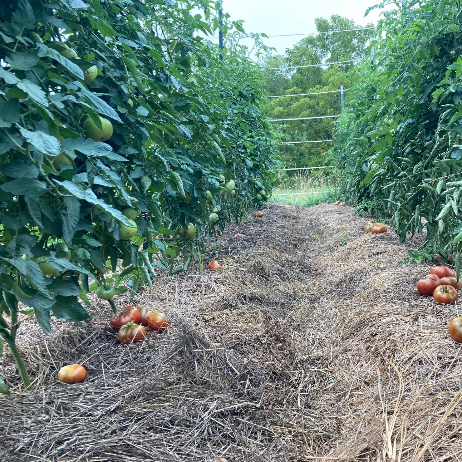 LeHoullier's Chocolate Tomato AKA Cherokee Chocolate
