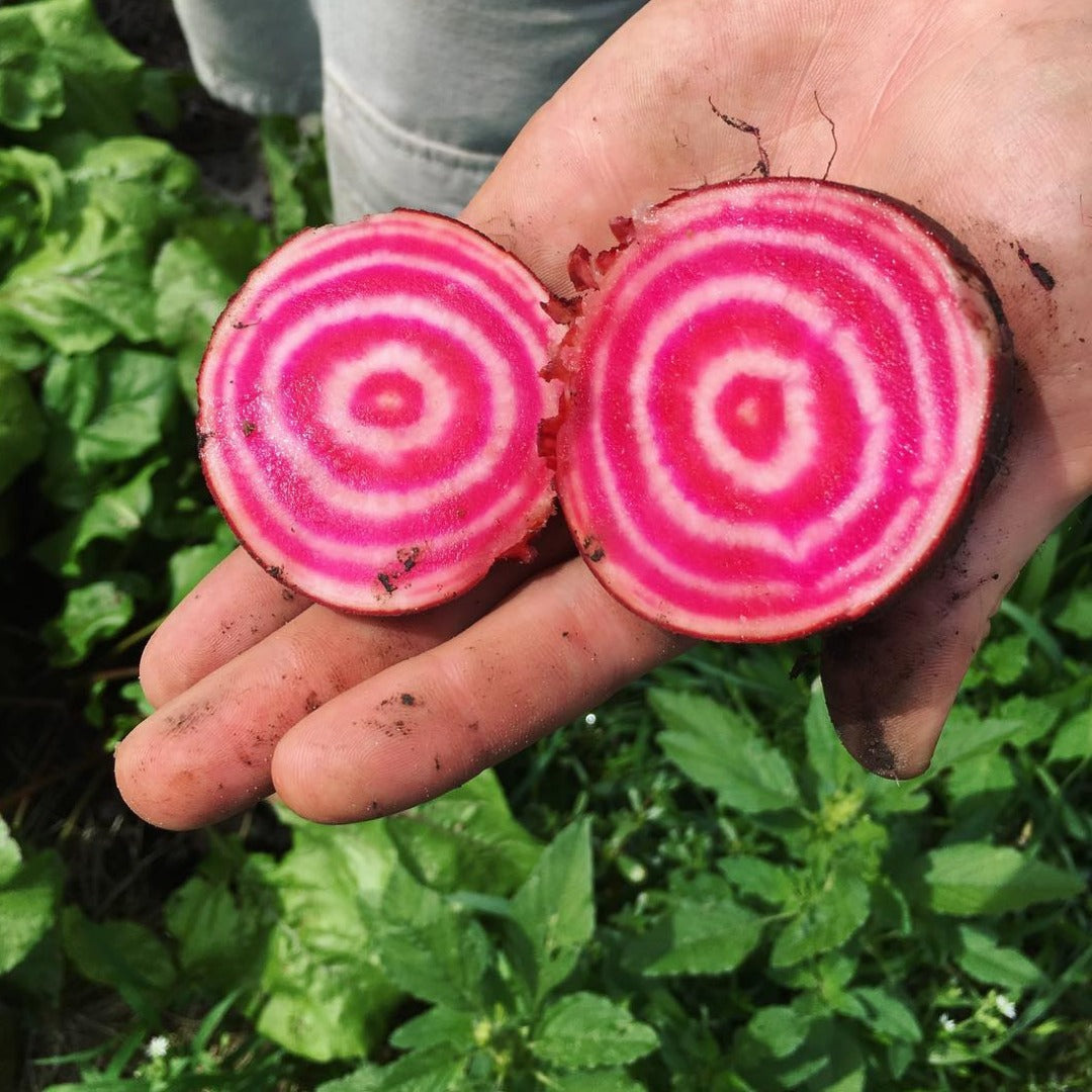 A cross section of a chioggia beet held in a hand above a garden
