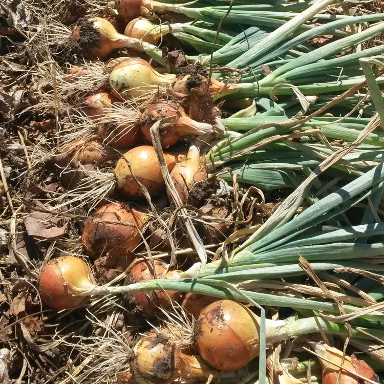 Clear Dawn Yellow Storage Onion