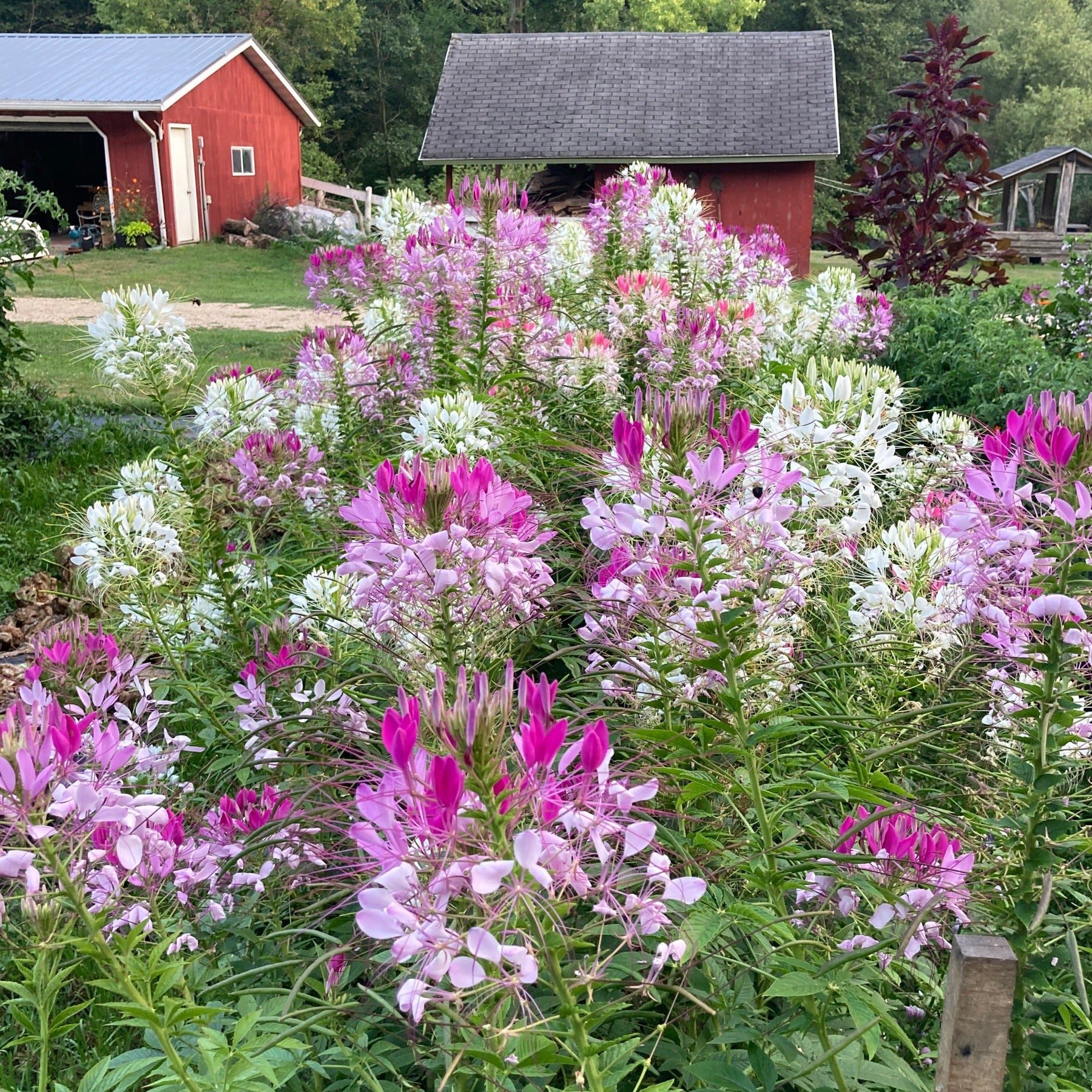 A bed of pink, purple, and white cleome flowers in a garden