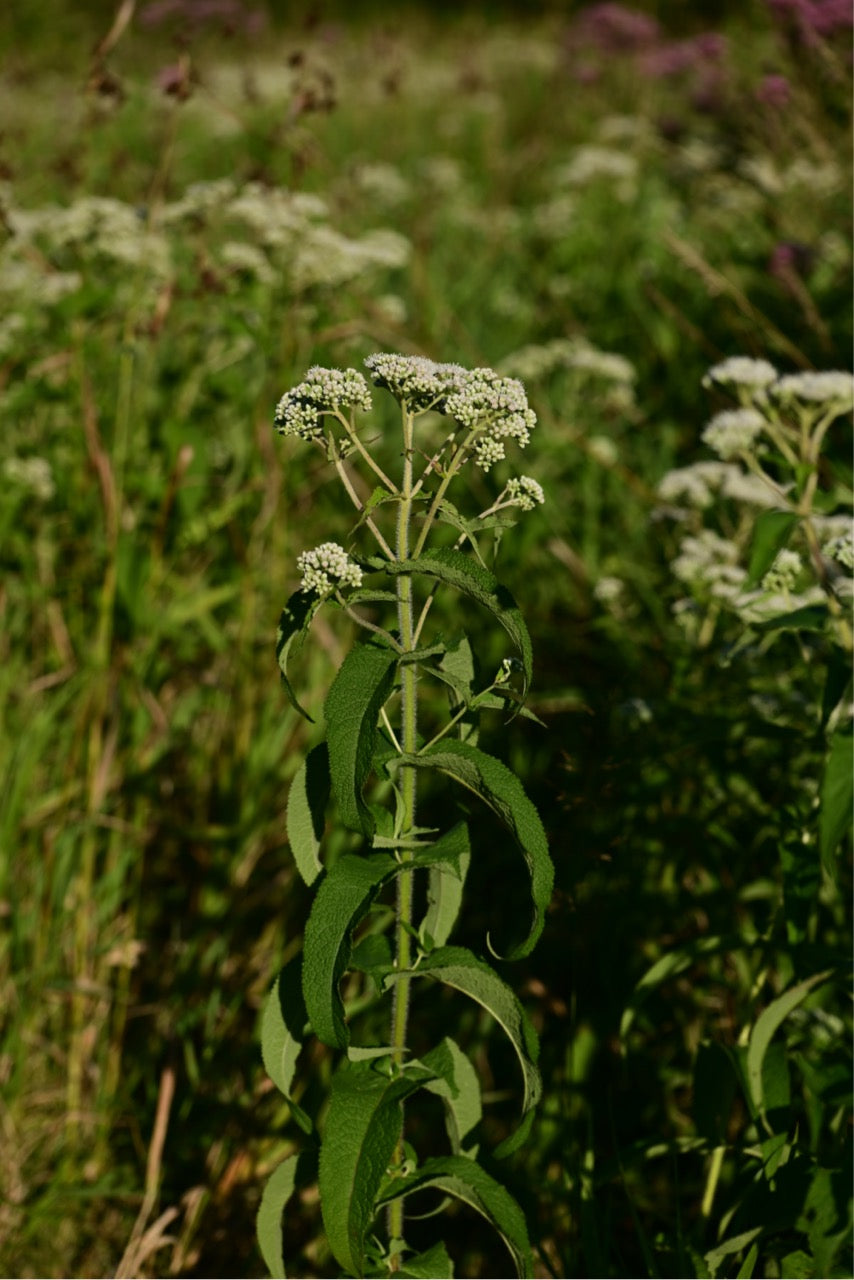 Common Boneset Native Prarie Forb - Organic