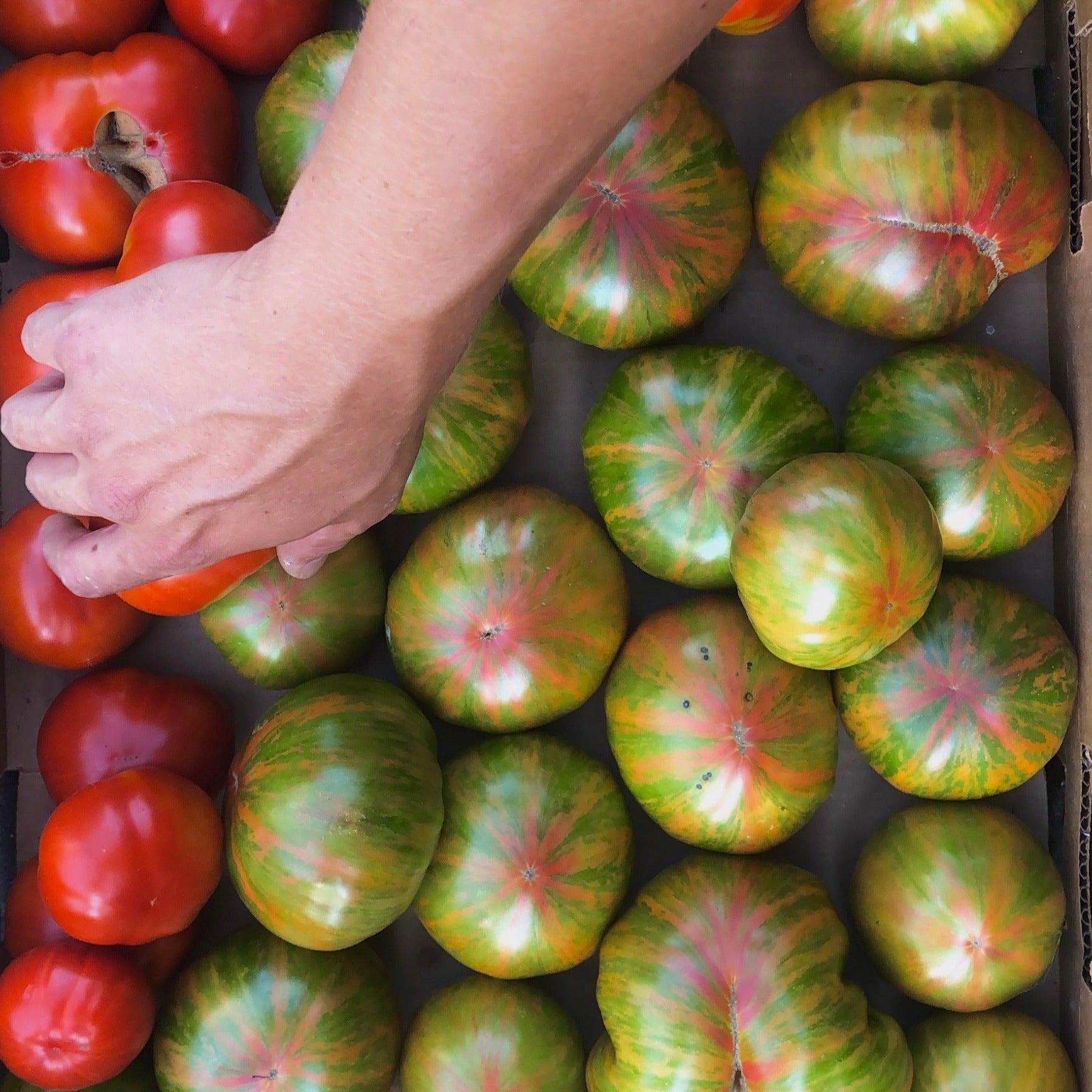 Green Copia Striped Green and Pink Slicer Tomato