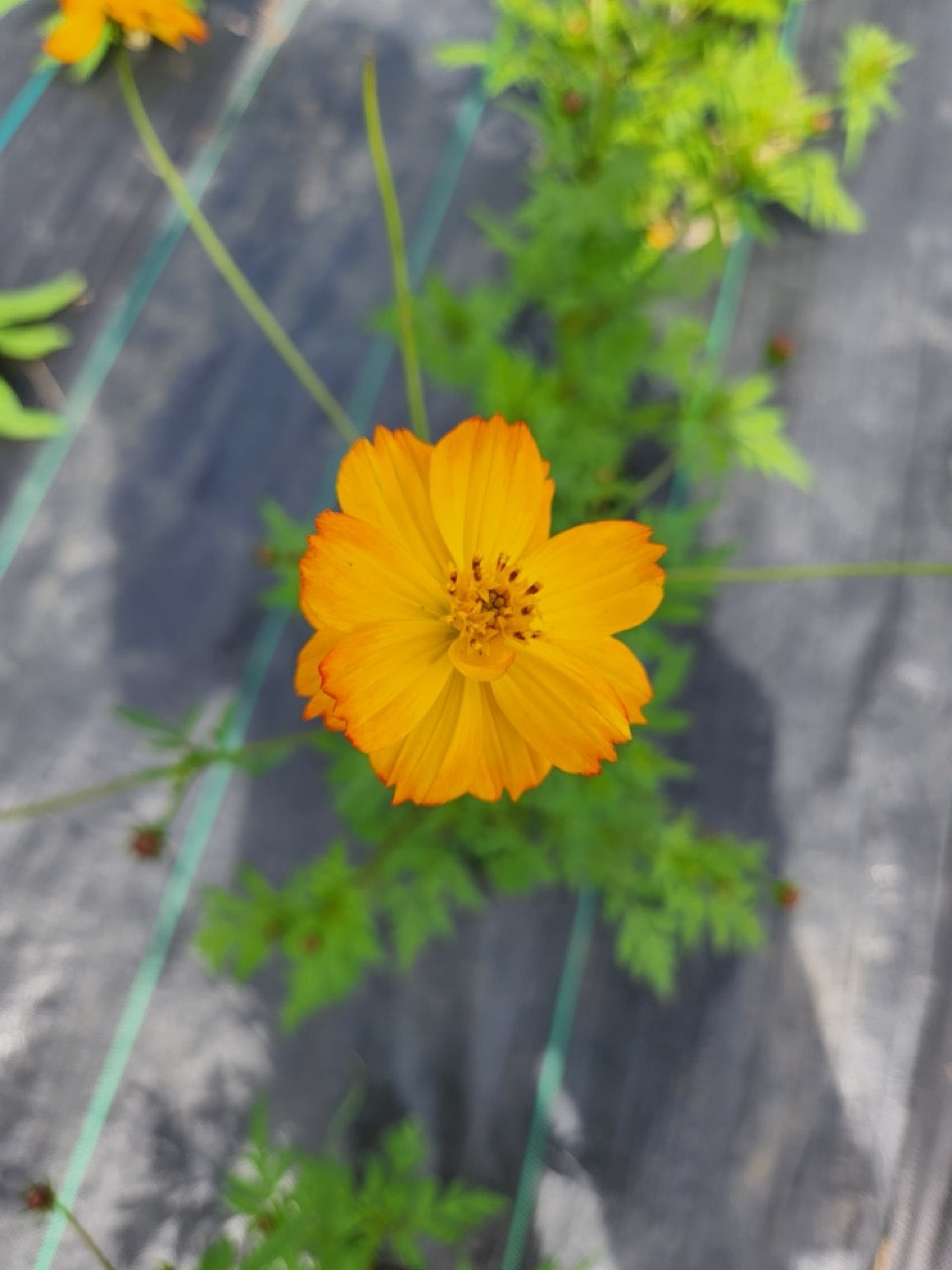 A single yellow cosmo flower with red tipped petals with green leaves and a black background.