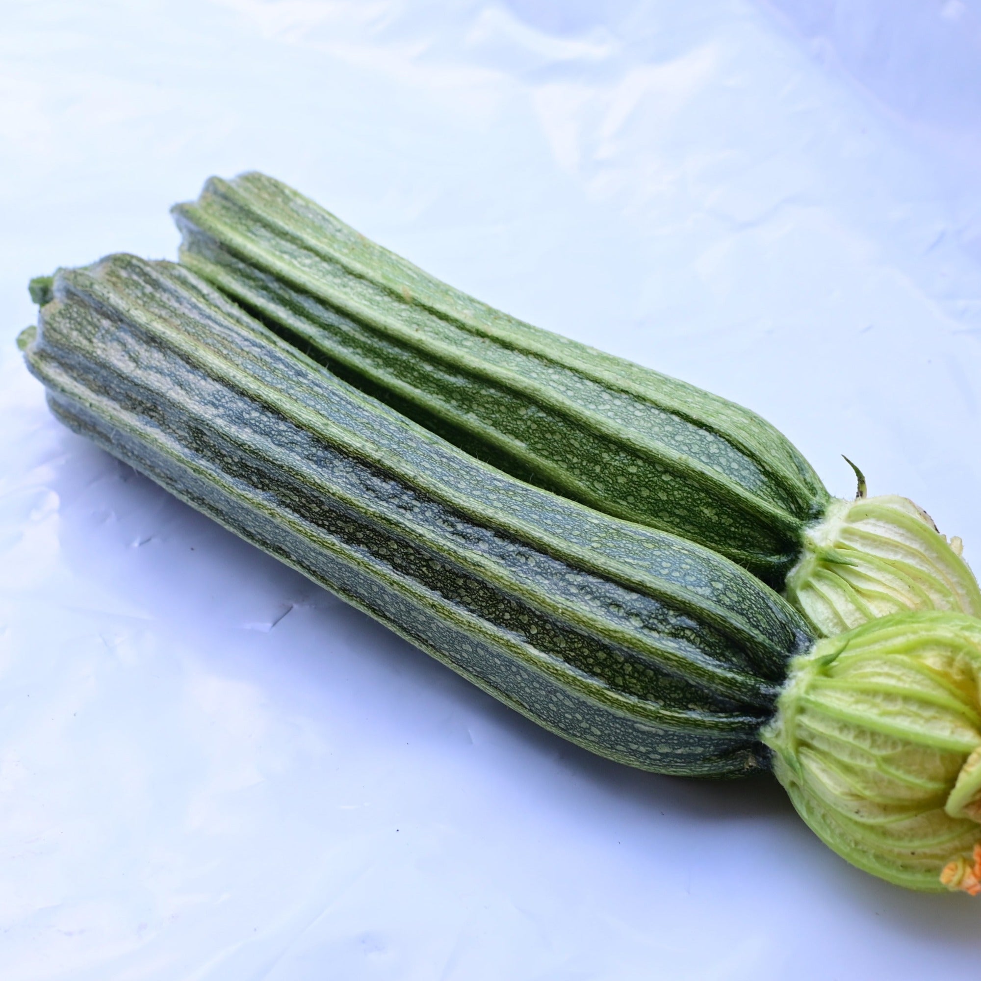 Costata Romanesco Premium Heirloom Italian Zucchini - Organic