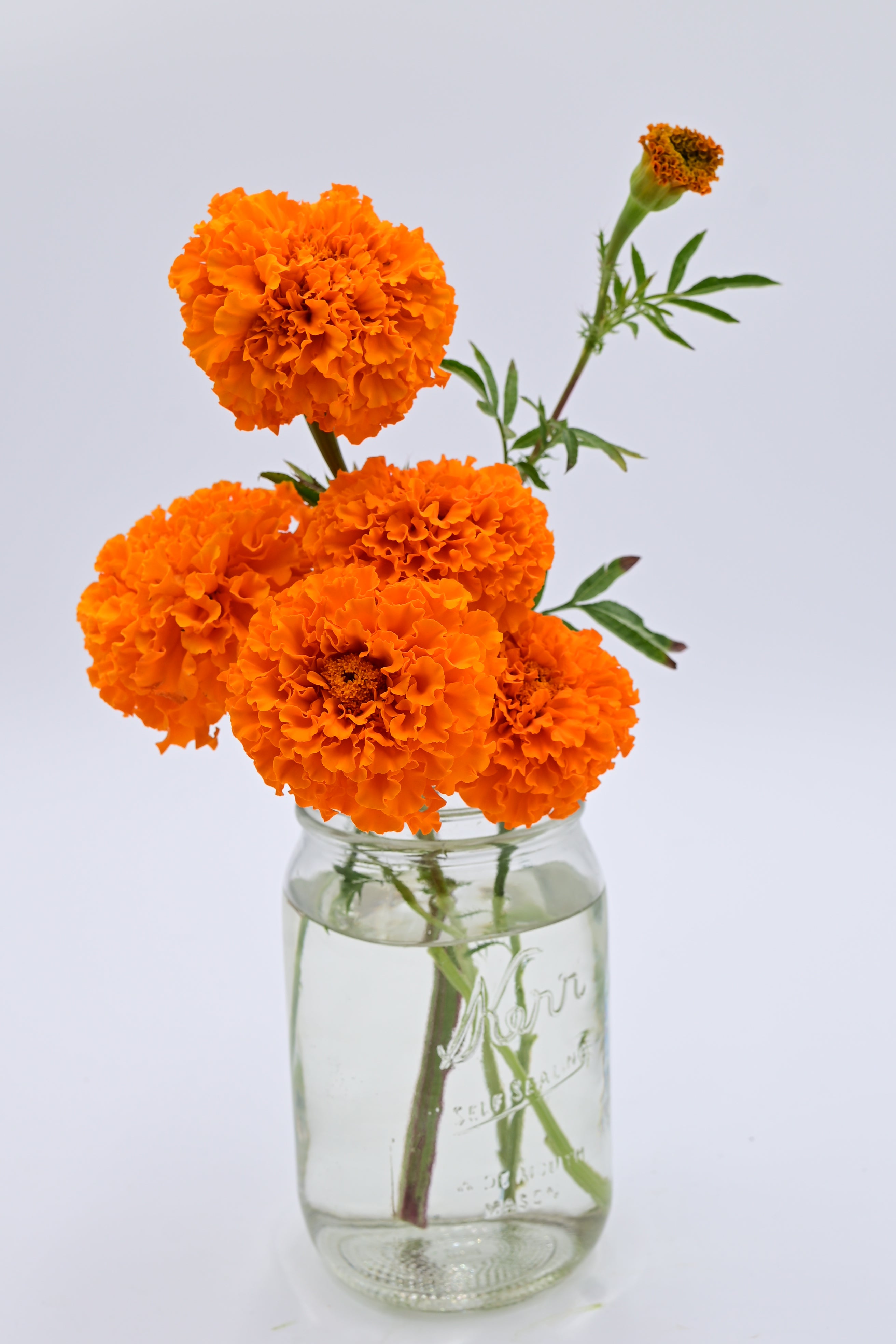 Hawaii Orange Marigold - Organic