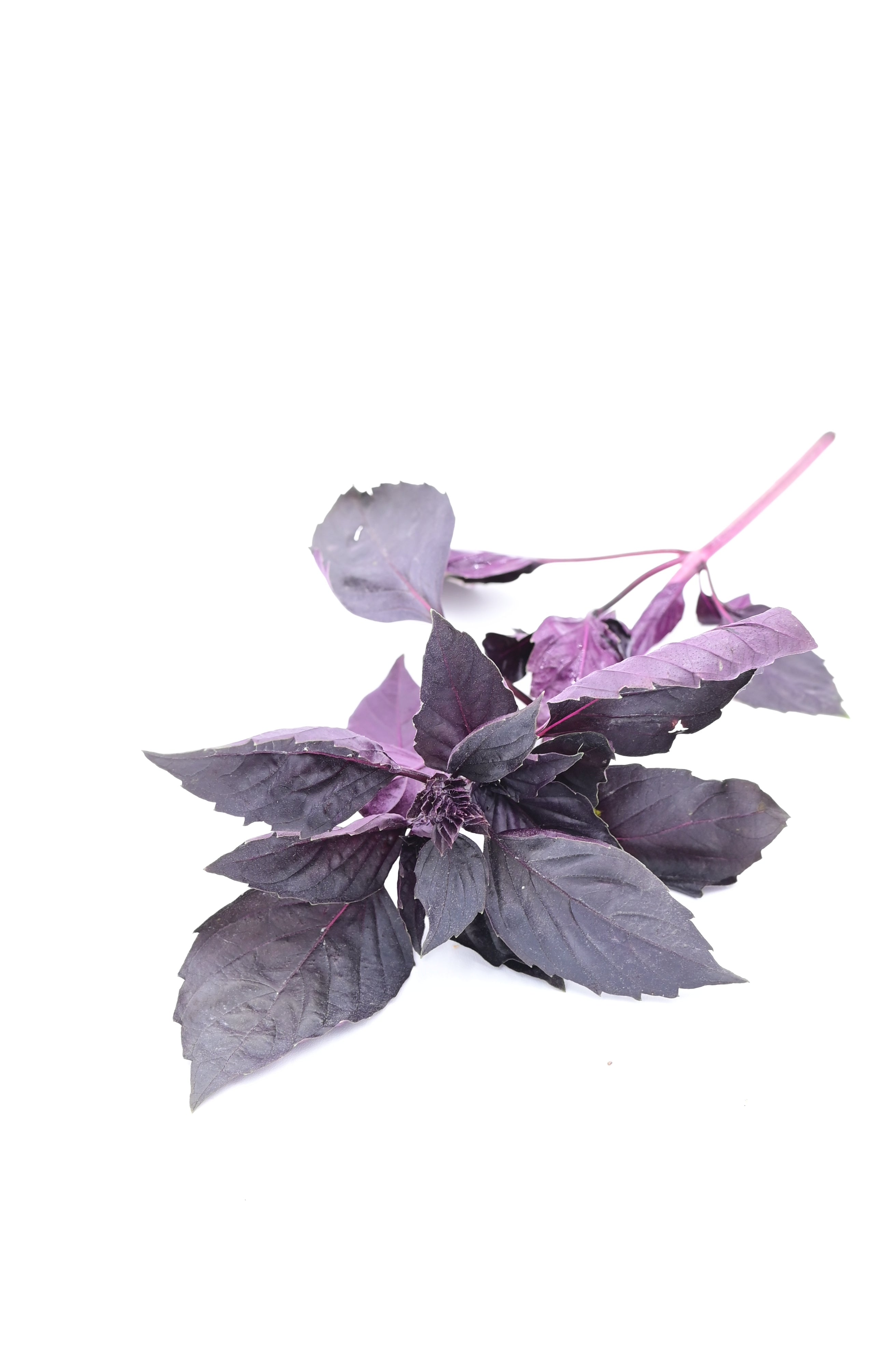 Dark Opal Purple Basil - Organic