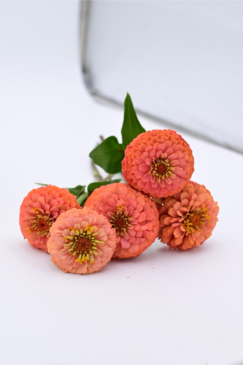 Oklahoma Salmon Pastel Pink Zinnia - Organic