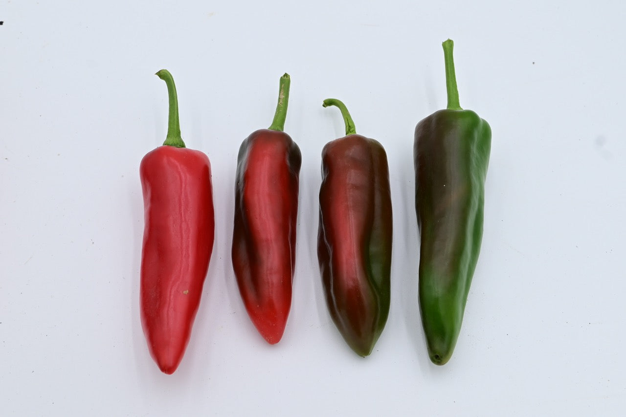 Early Perfect Italian Red Roasting Pepper - Organic