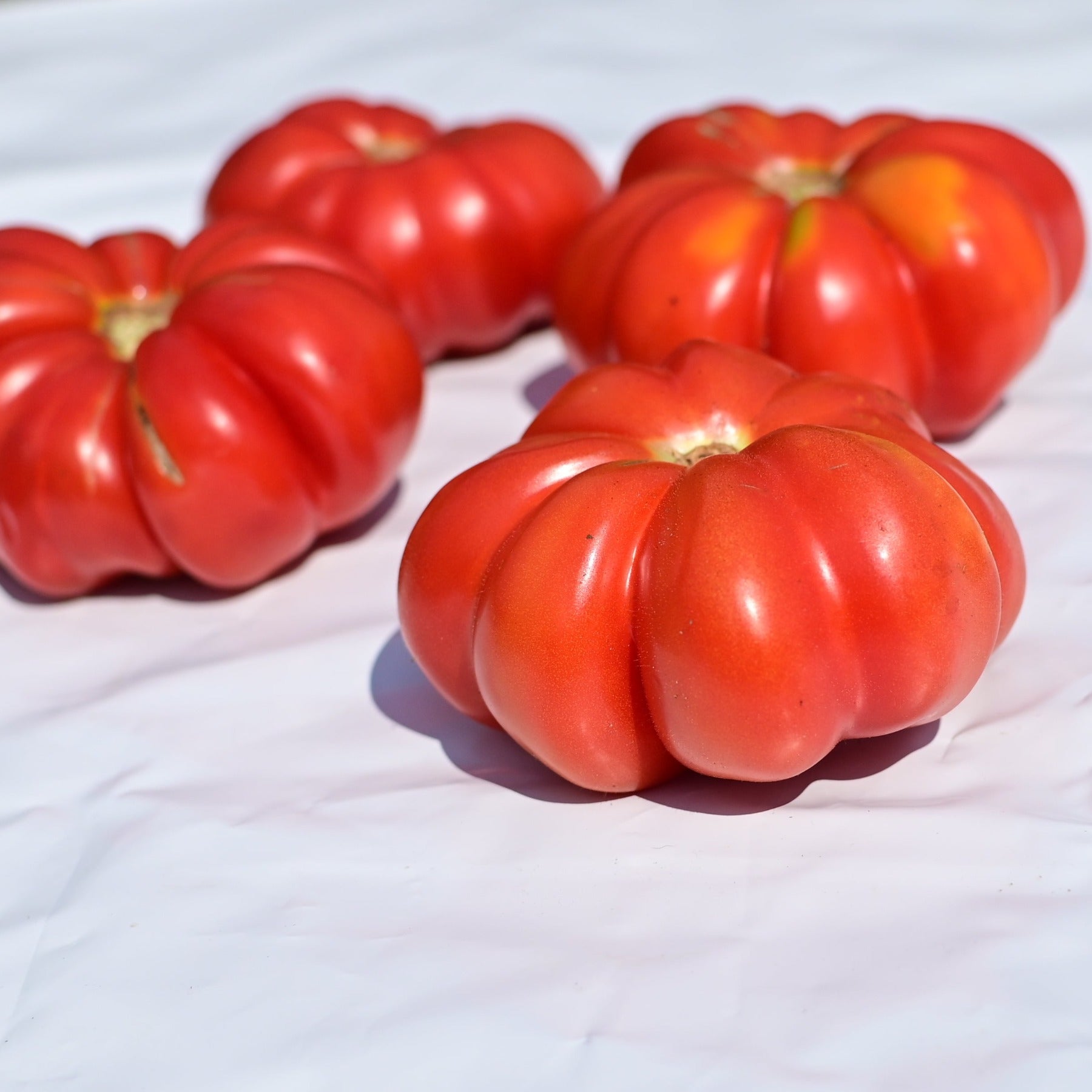 A group of pisanello tomatoes, used for bruschetta, against a white background
