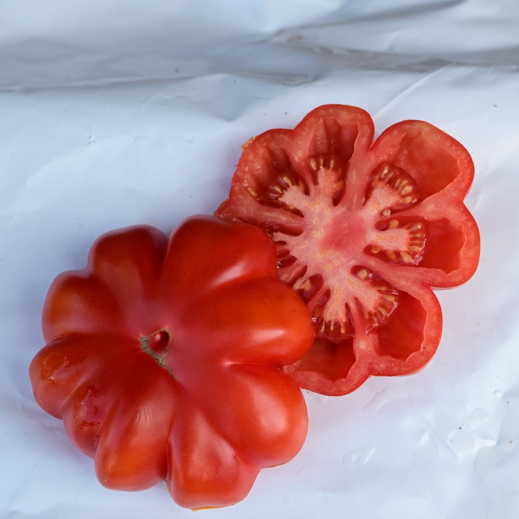 Pisanello tomato cut in half against a white background to show the small seed locules