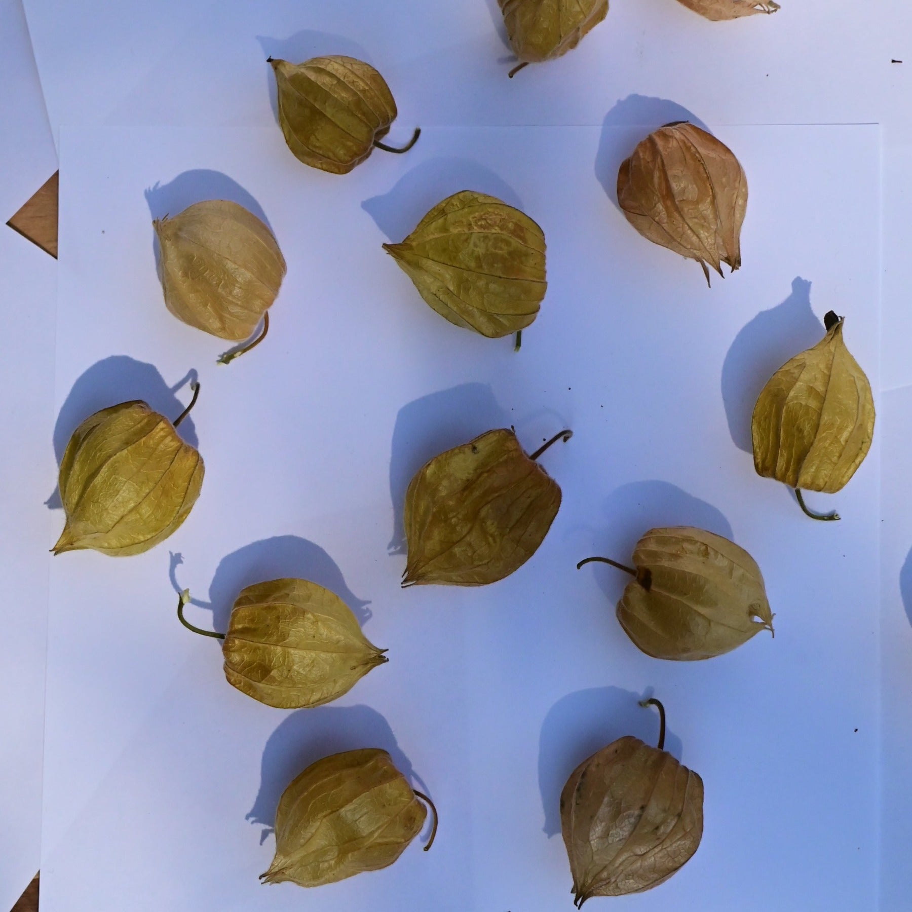 Dulce de la Tierra Cape Gooseberry - Organic