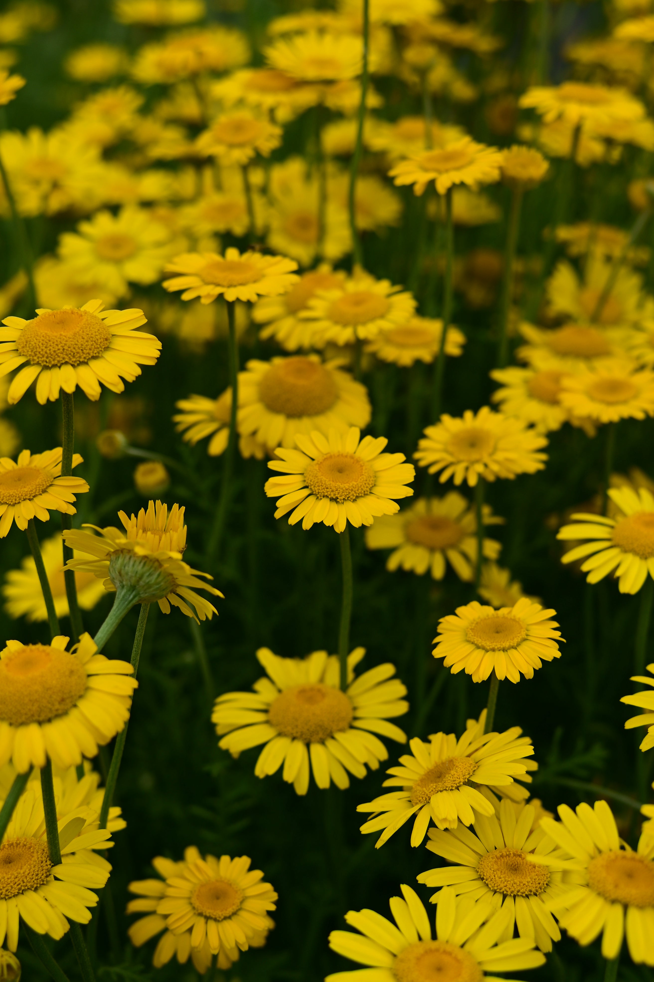 Dyer's Chamomile Cut Flower and Natural Dye - Organic