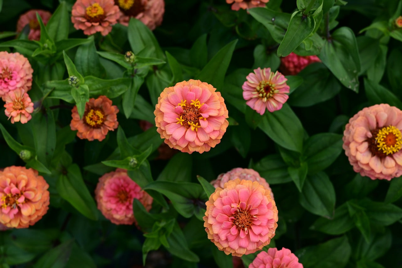 Oklahoma Salmon Pastel Pink Zinnia - Organic