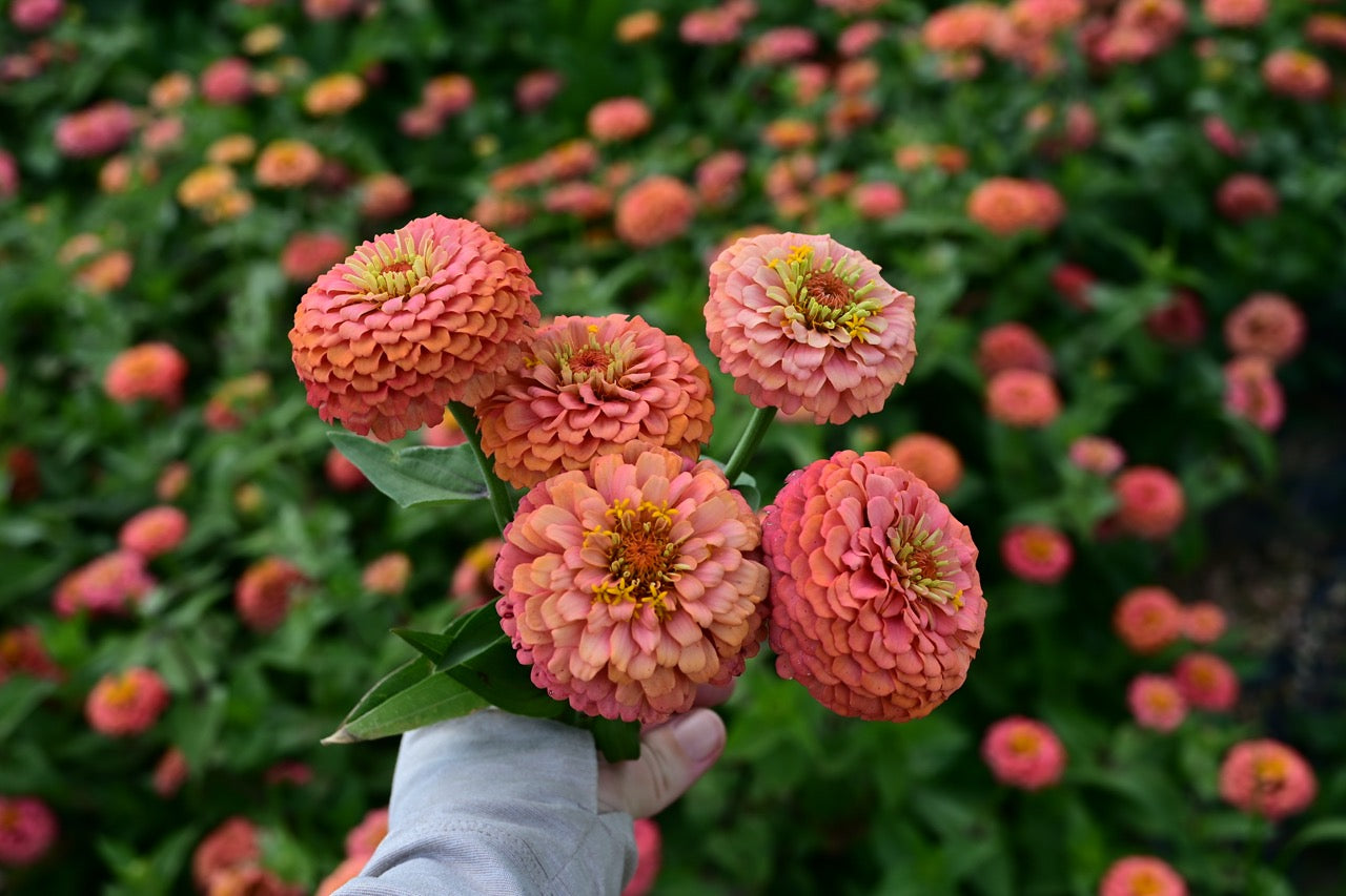 Oklahoma Salmon Pastel Pink Zinnia - Organic
