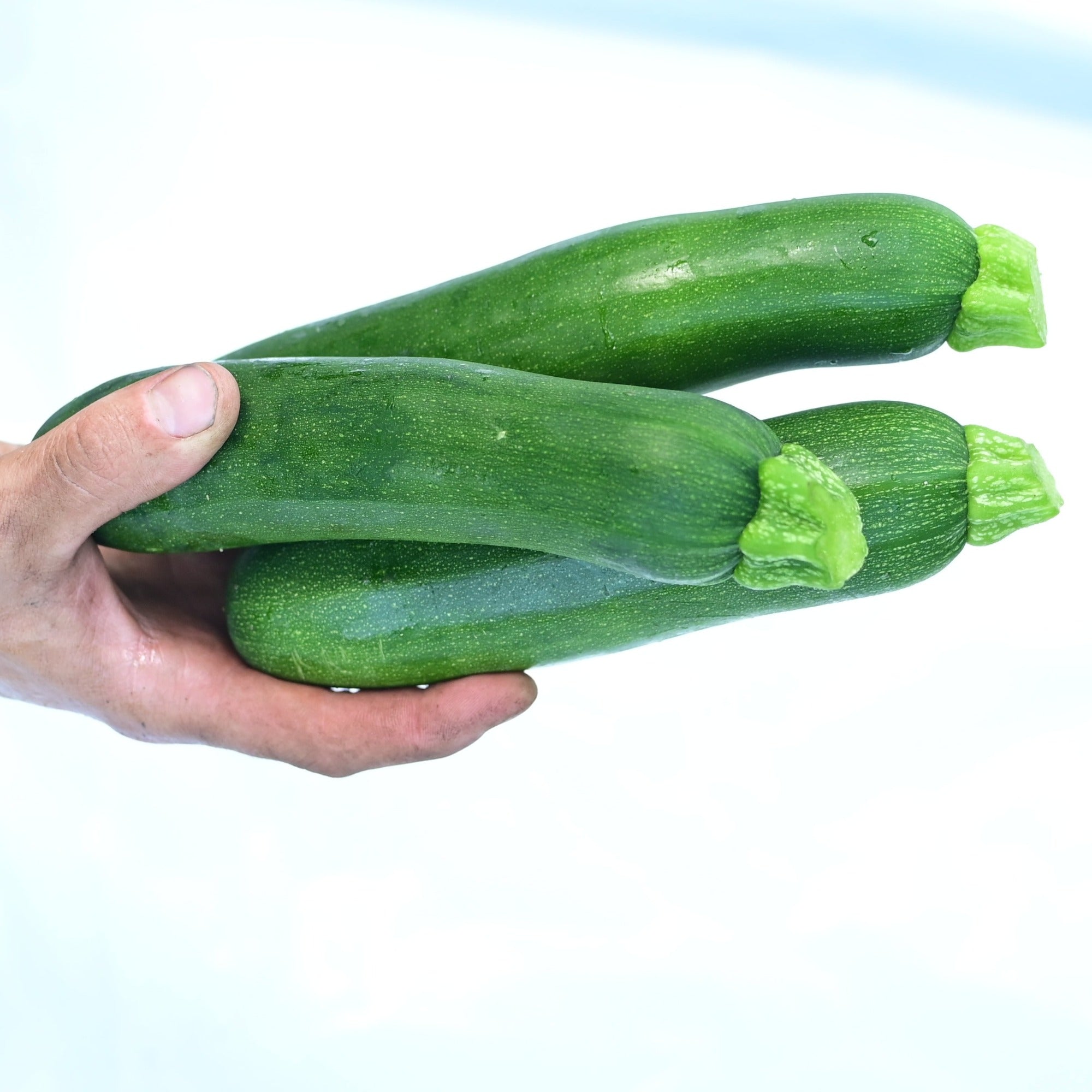 Dark Star Green Zucchini