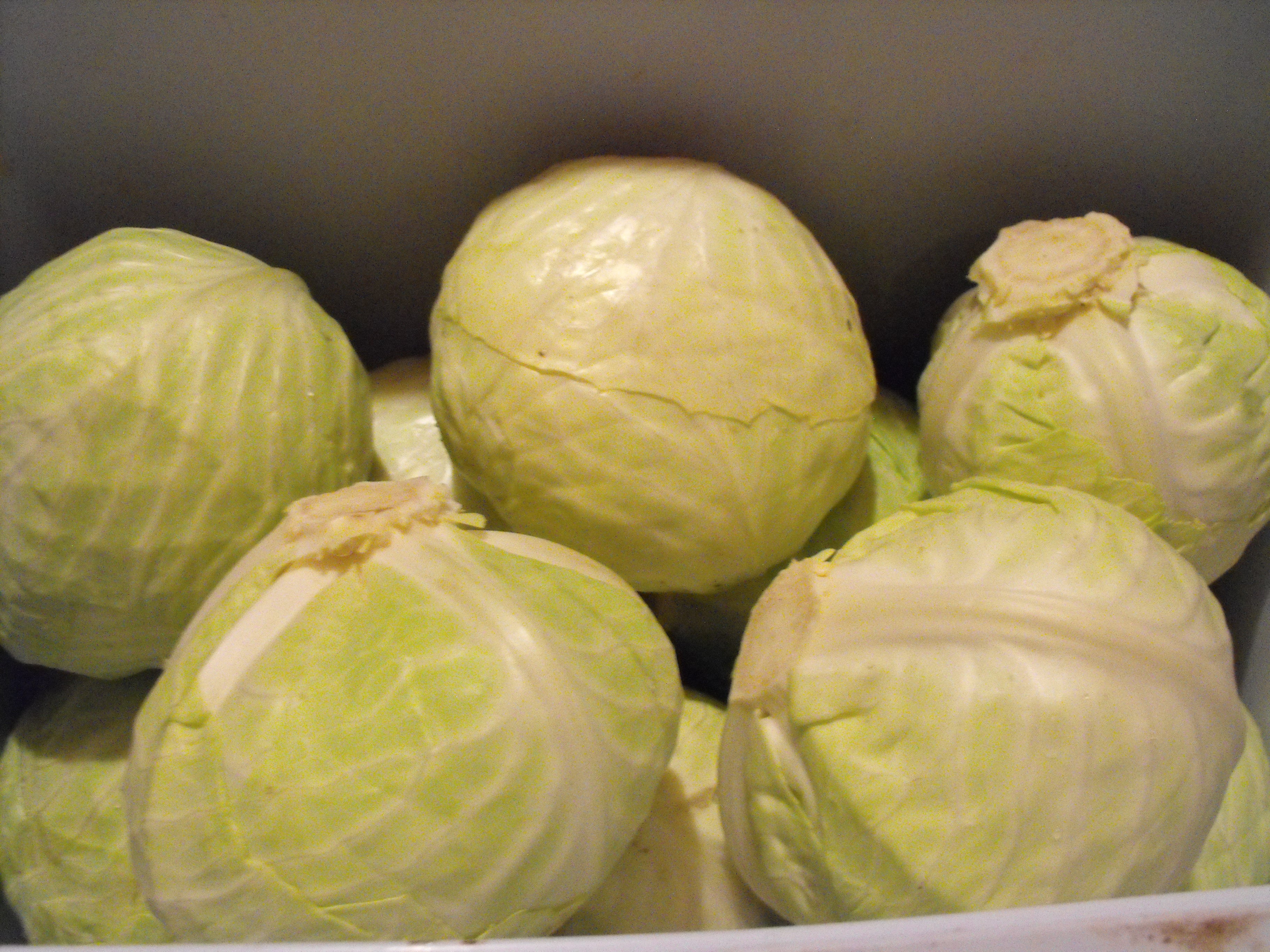 Dottenfelder Green Sauerkraut Storage Cabbage - Organic