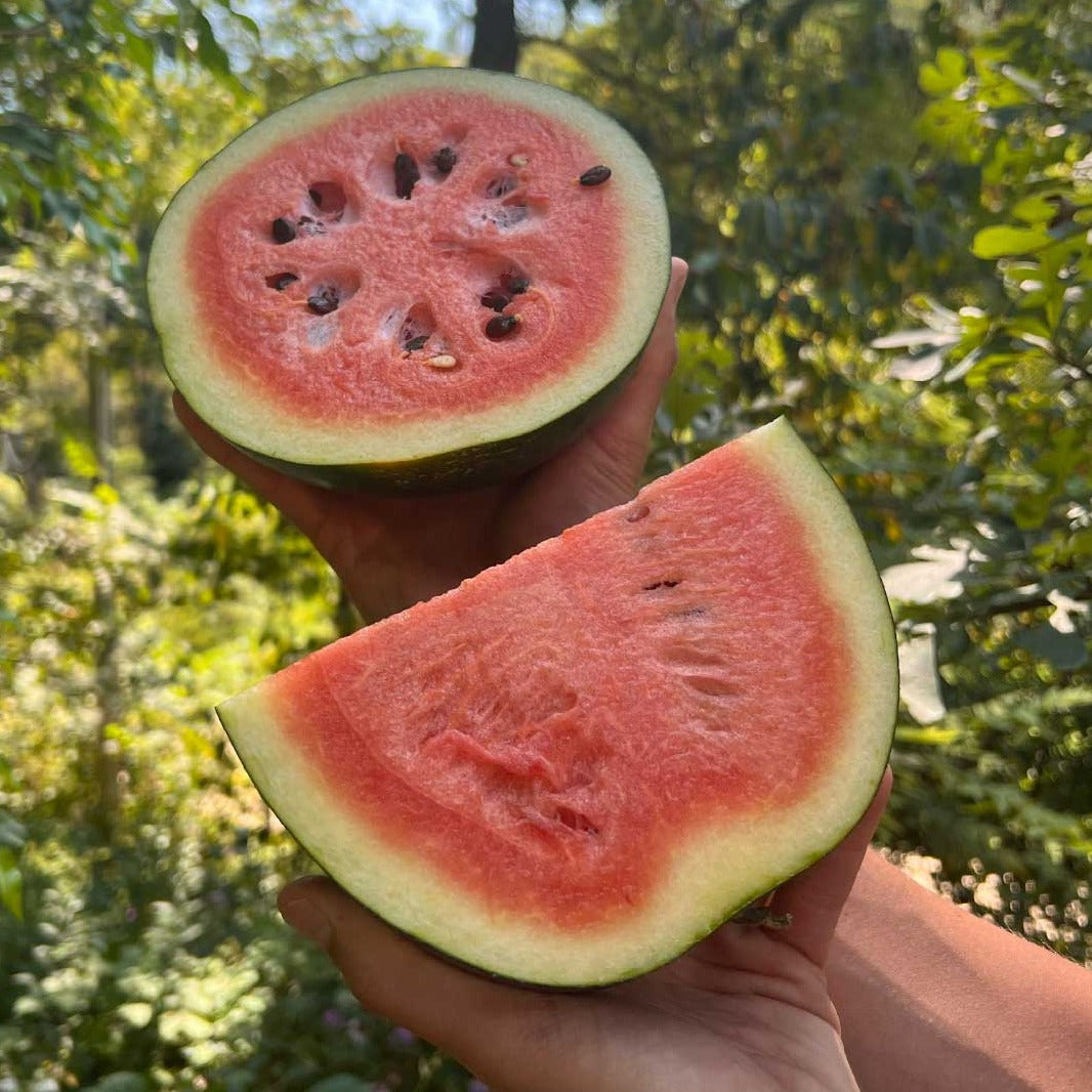 Sugar Baby Watermelon half and quarter held up against green background