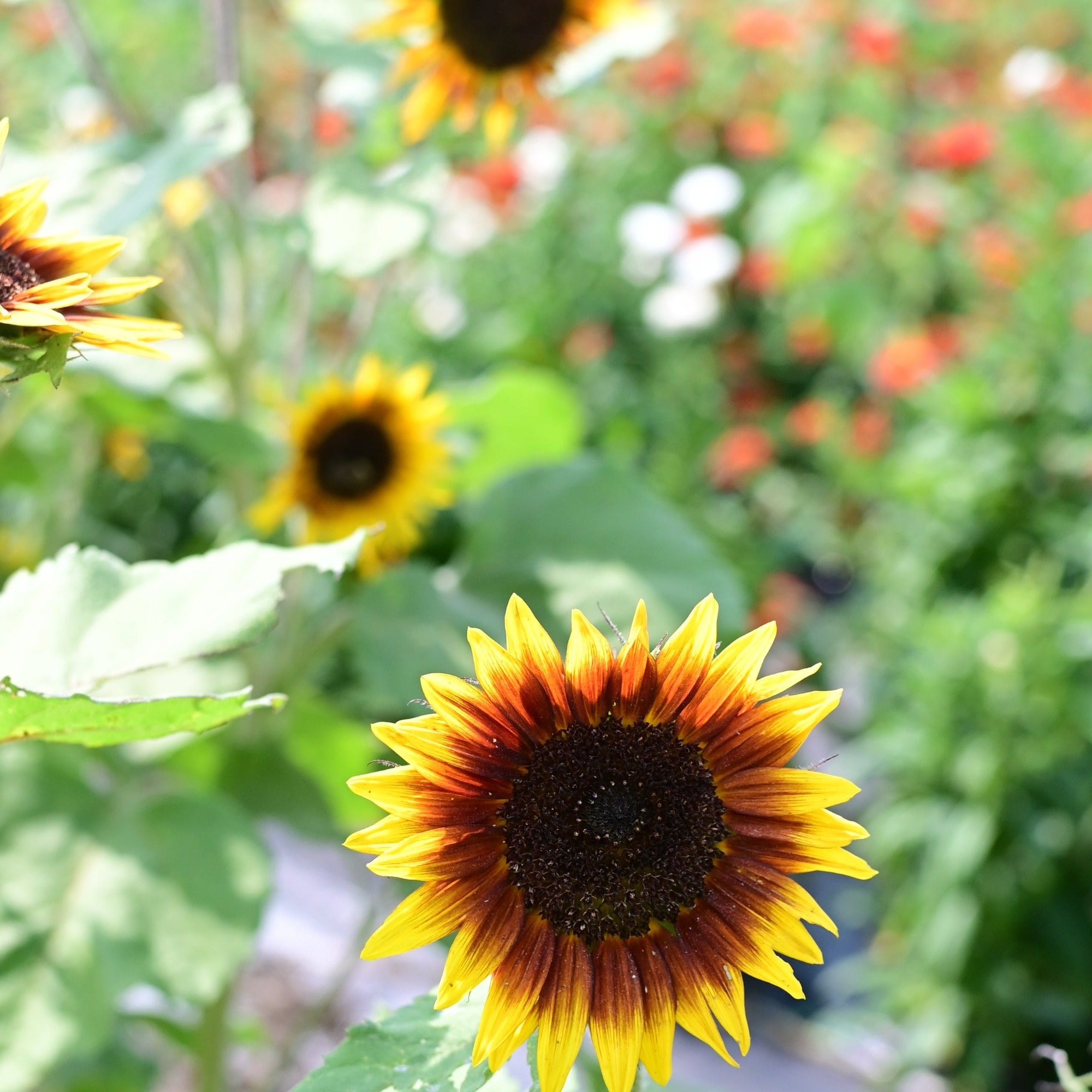 Driftless Dawn Premium Branched Bicolor Sunflower