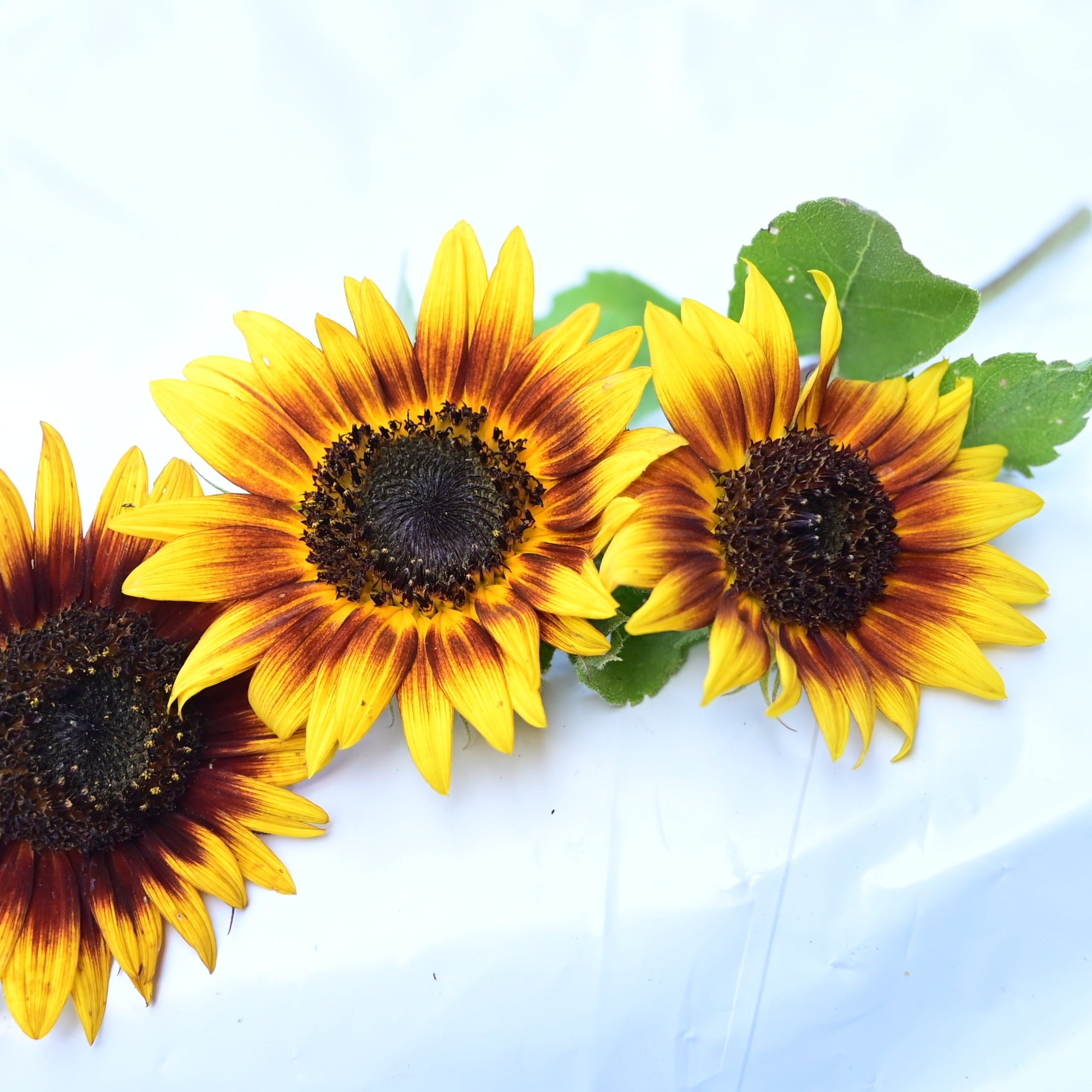 Driftless Dawn Premium Branched Bicolor Sunflower