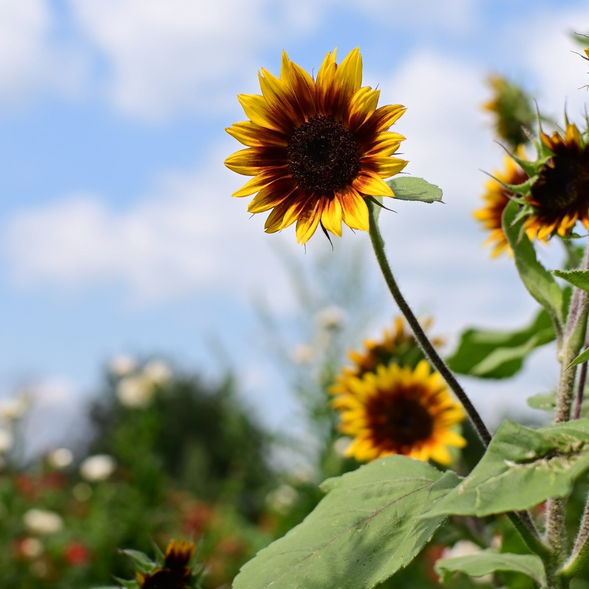 Driftless Dawn Premium Branched Bicolor Sunflower - Organic
