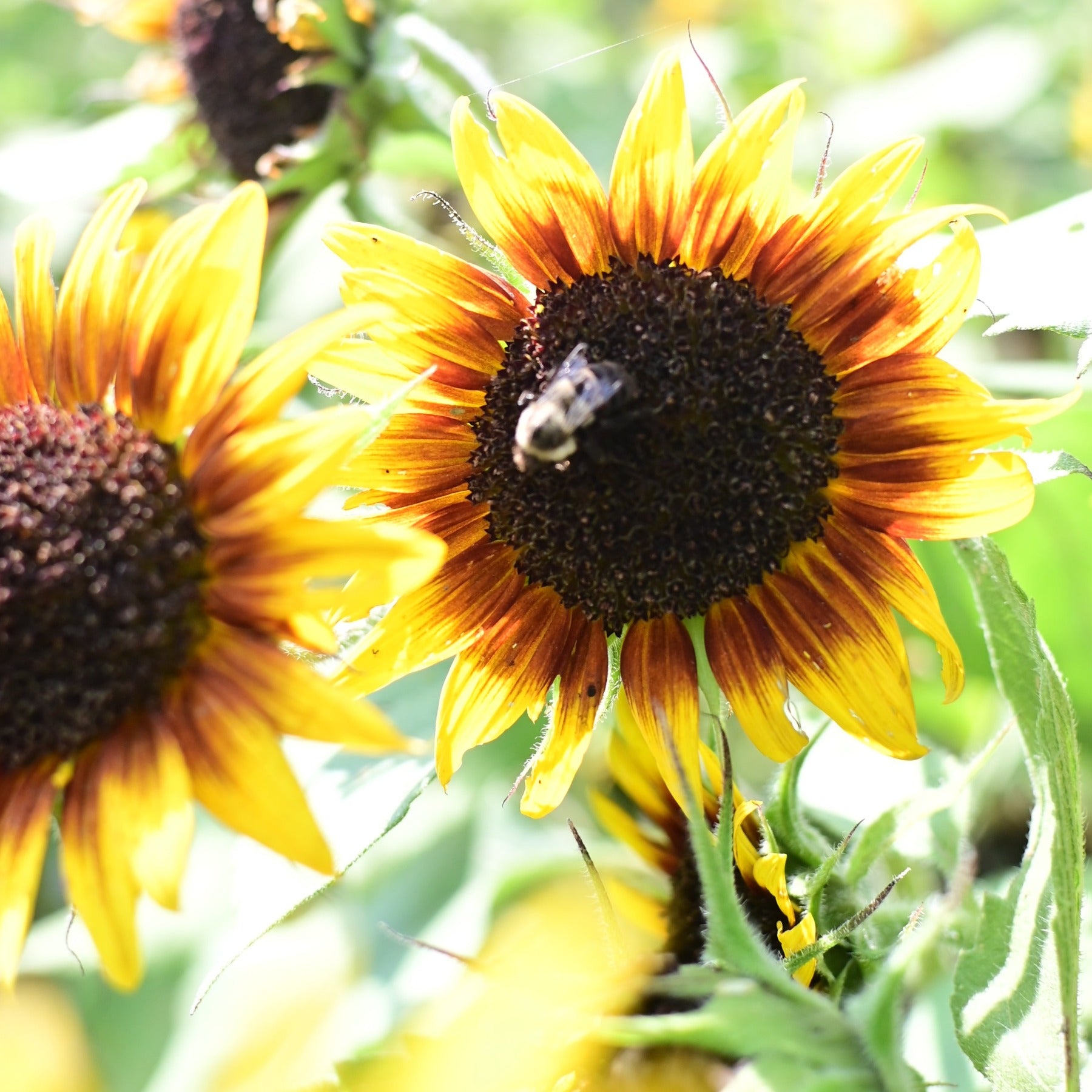 Driftless Dawn Premium Branched Bicolor Sunflower