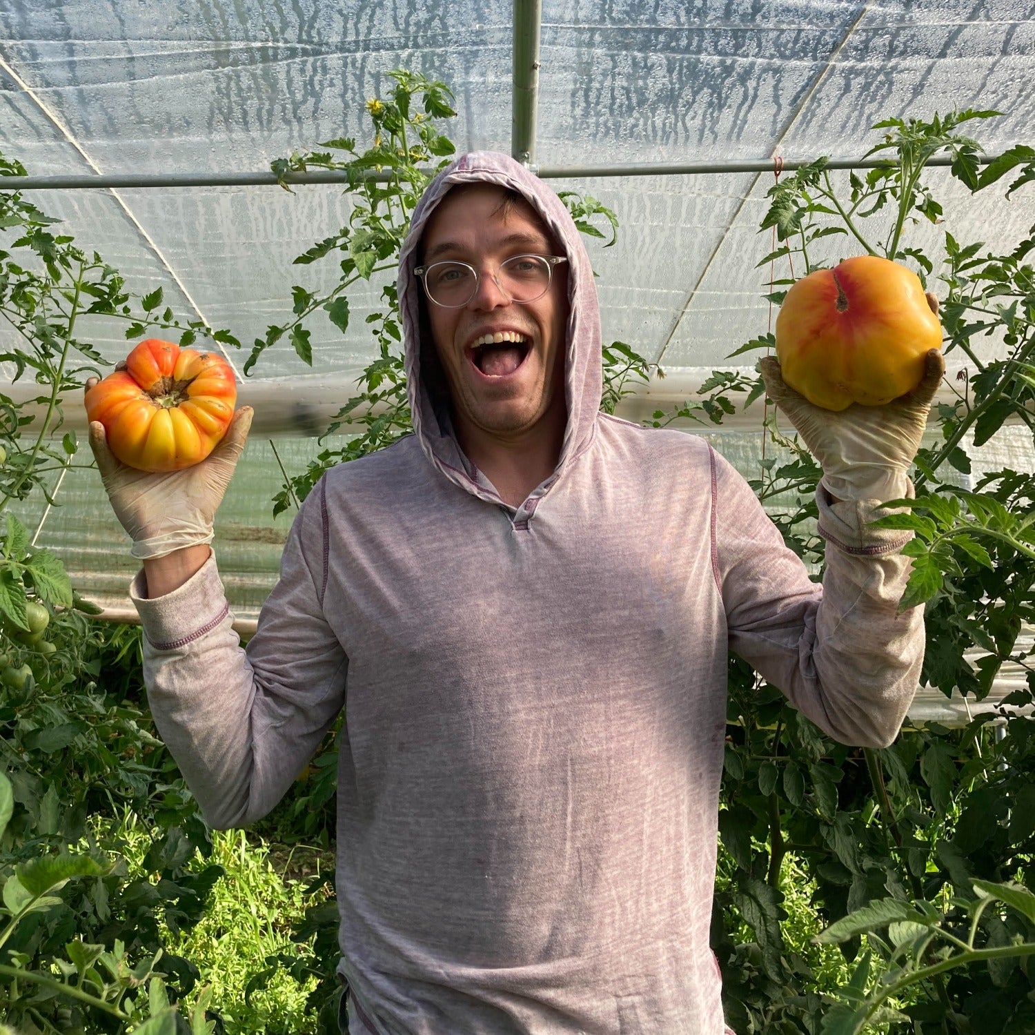 Gold Medal Premium Heirloom Bicolor Beefsteak Tomato