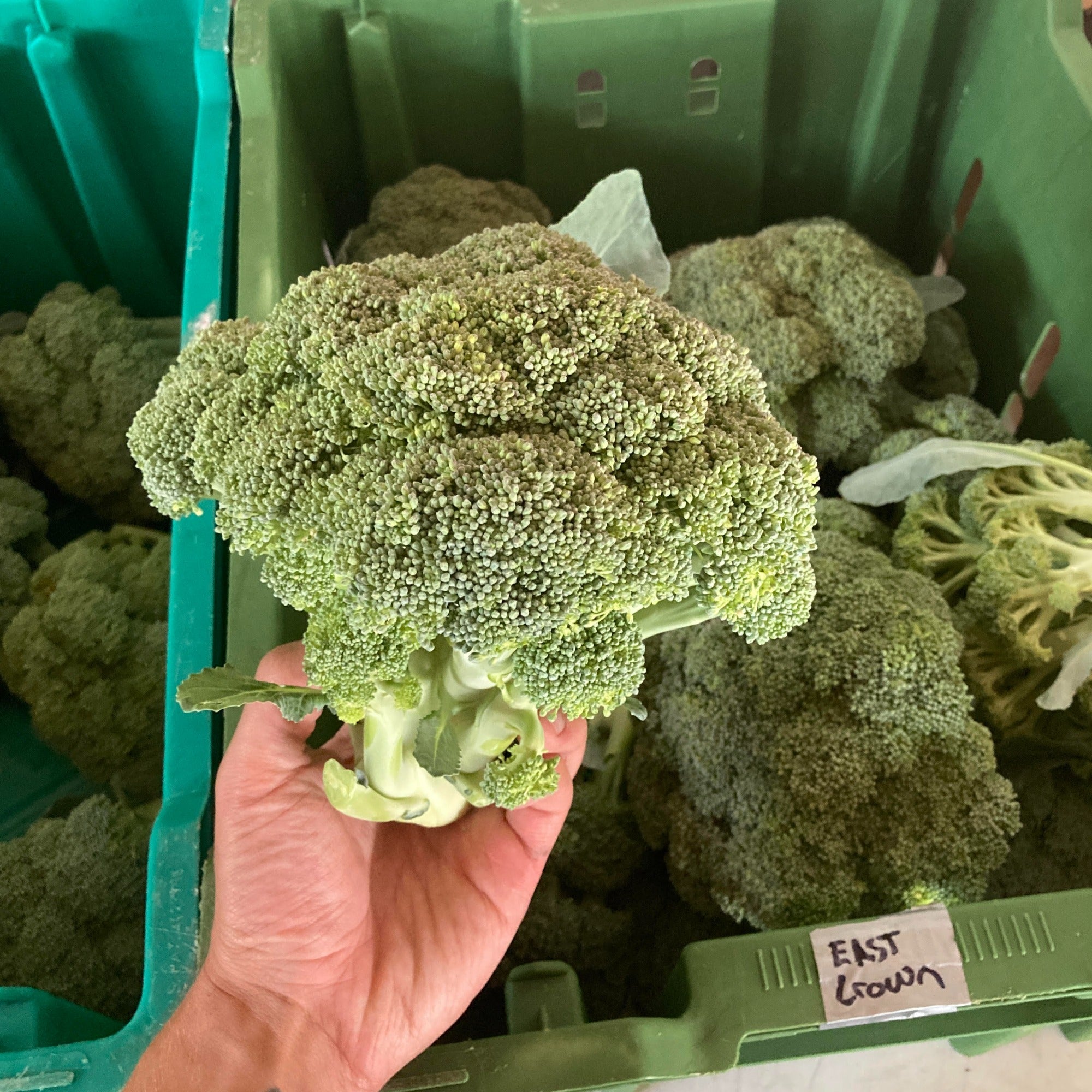Eastern Crown F1 Heading Broccoli
