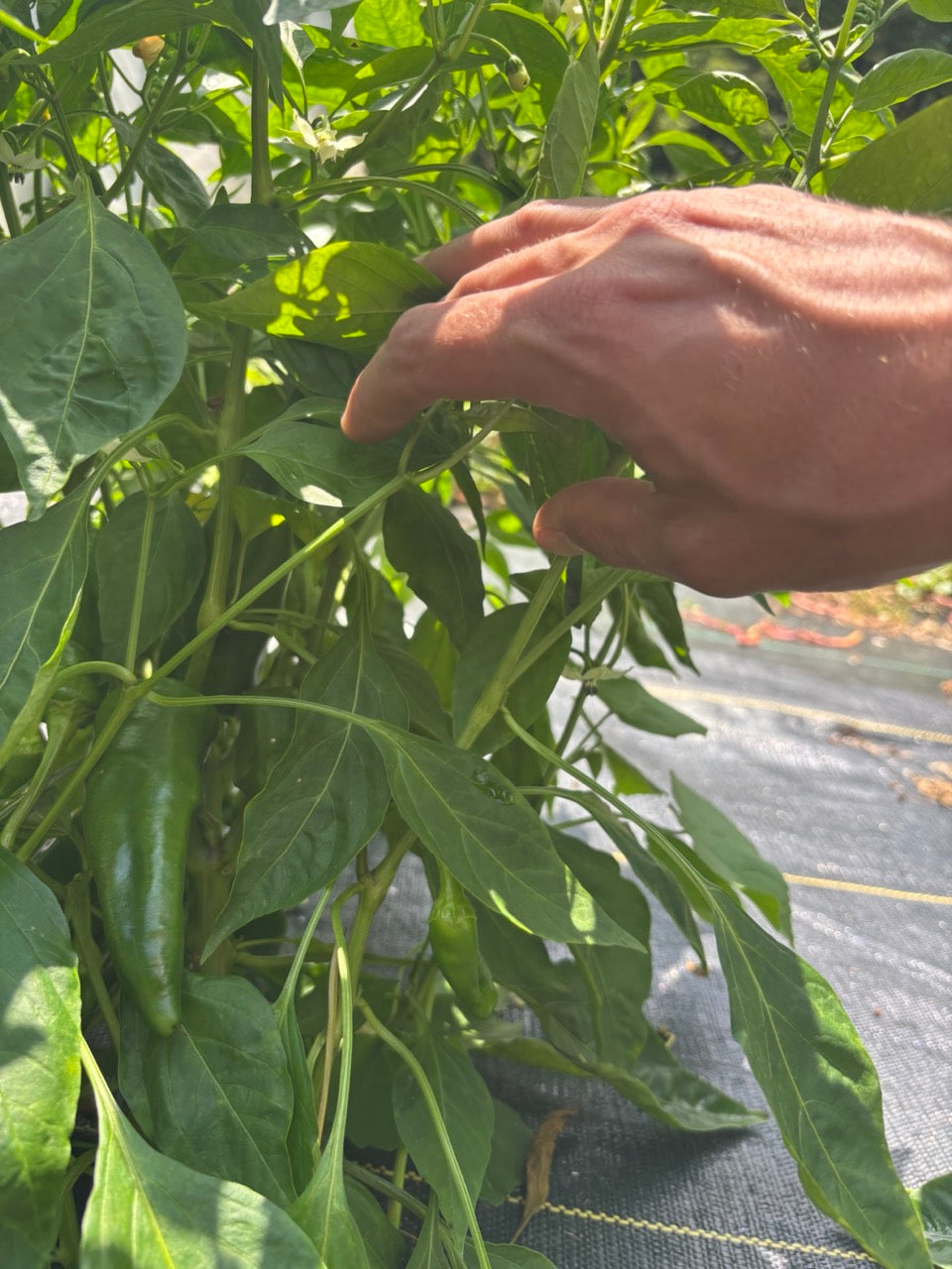 Georgia Flame Hot Pepper - Organic