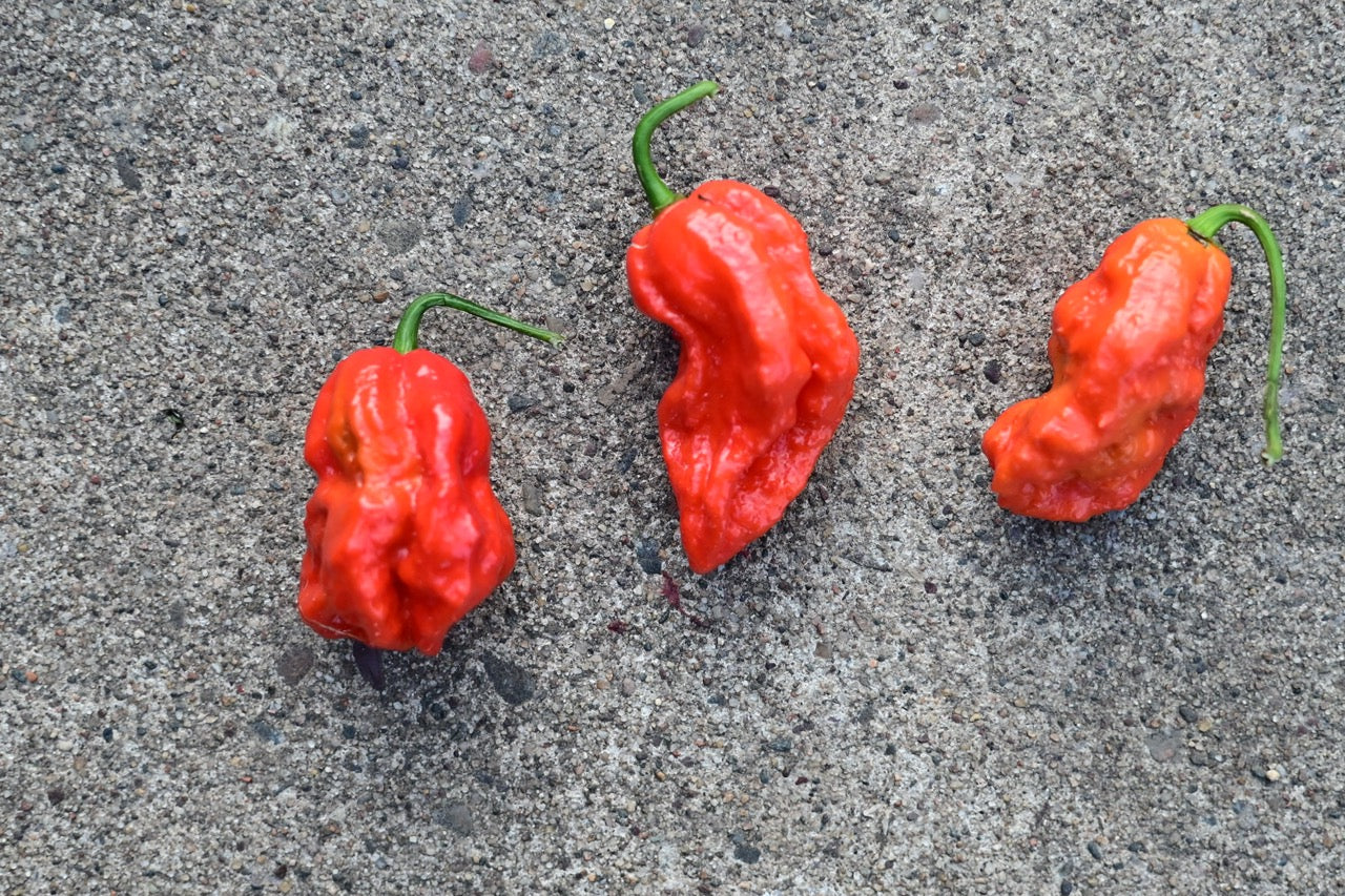Ghost Pepper AKA Bhut Jolokia Superhot Pepper - Organic
