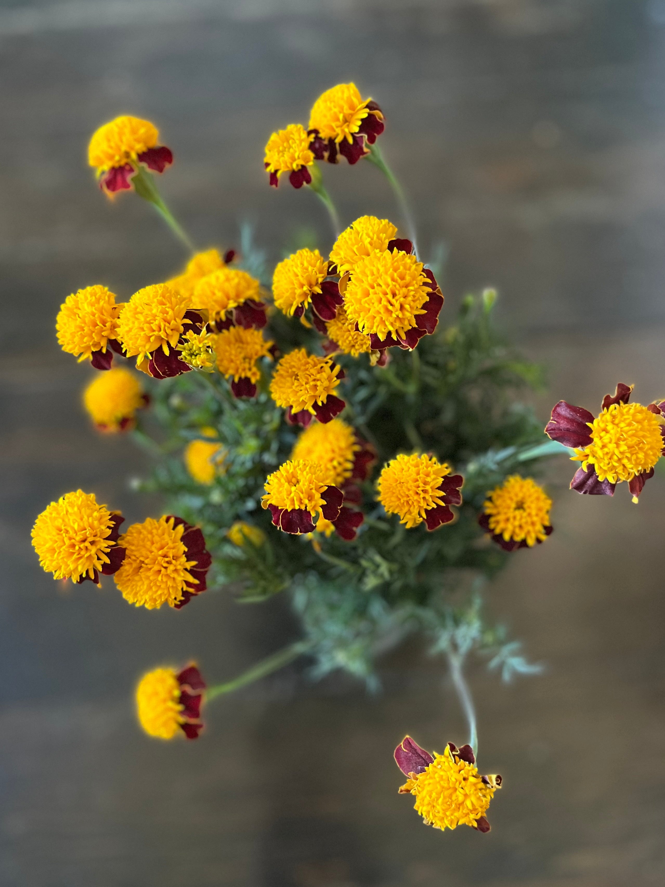 A bouquet of cut Gibraltar Marigolds on a blurred background.