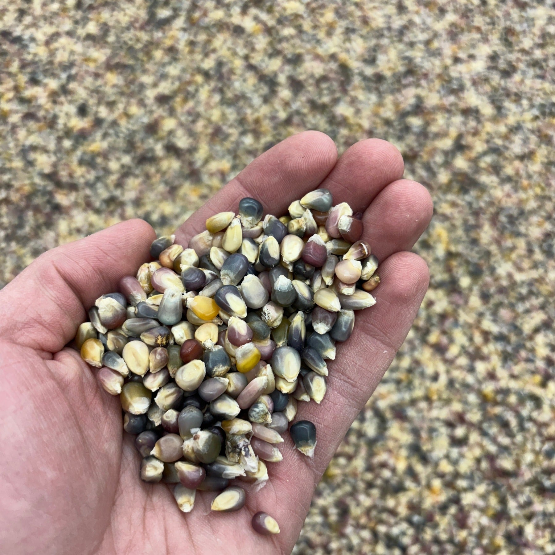 A handful of glass gem corn kernels