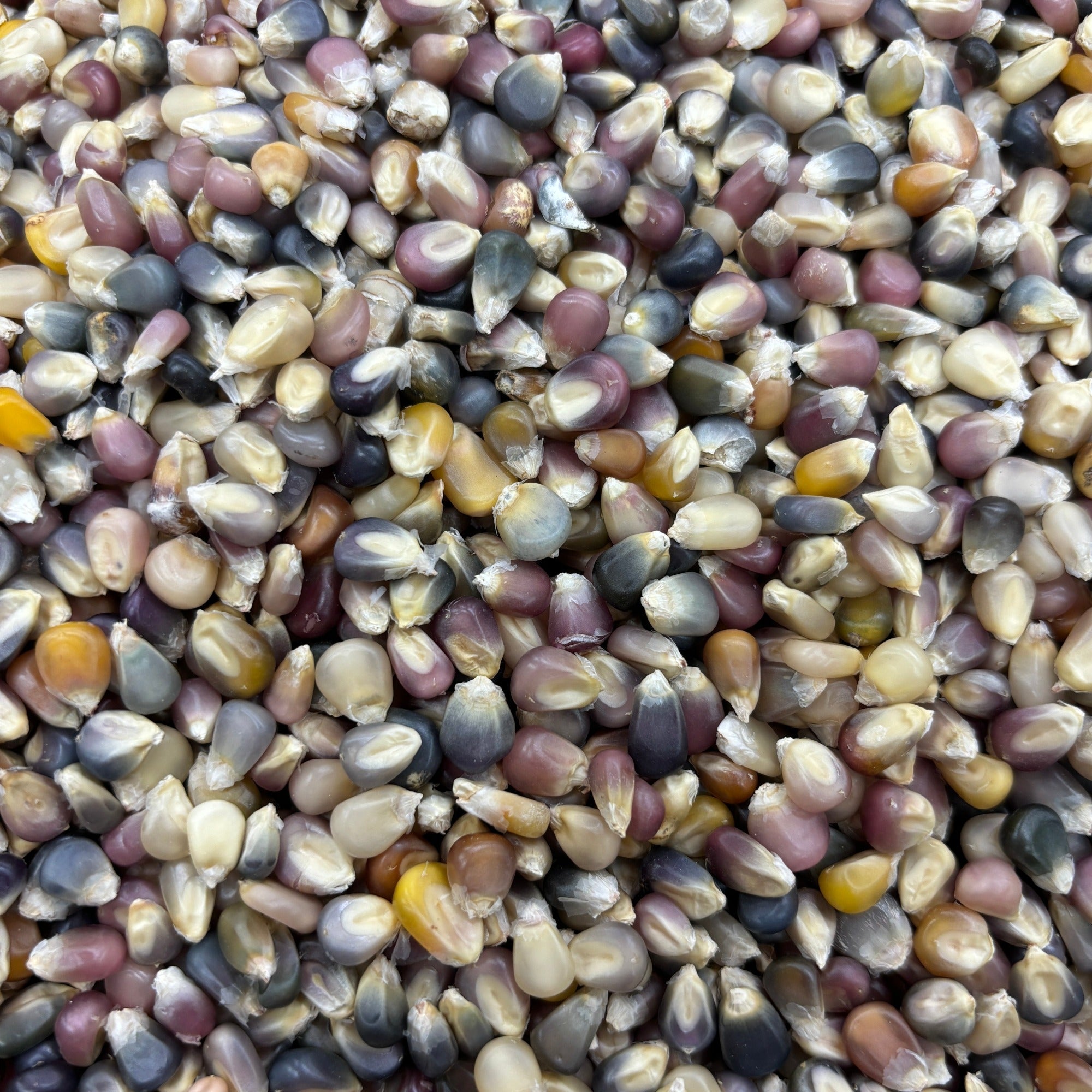 A close up shot of glass gem corn kernels in a bin, showing the variety of colors present from white to yellow, red to dark blue, pink to green.