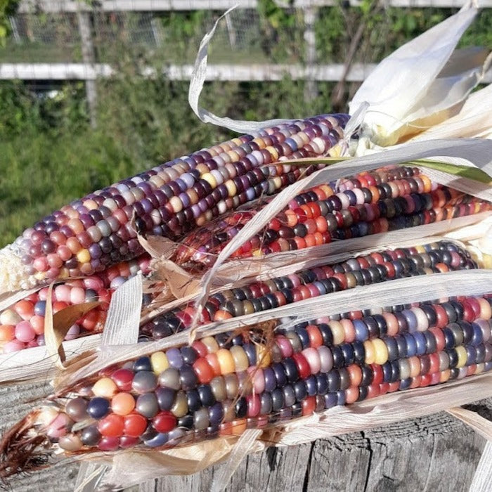 Five ears of glass gem corn resting on a fence after harvest and highlighting the extremely brightly colored nature of the kernels once fully dry.
