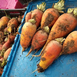 Golden Grex Yellow Beet Mix