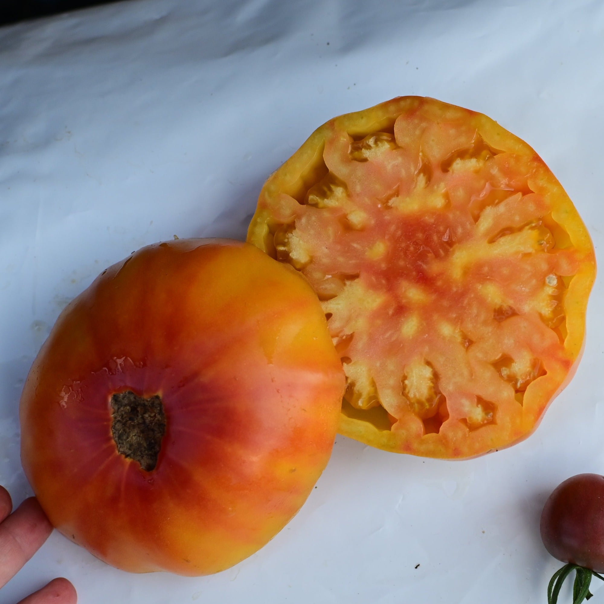 Gold Medal Premium Heirloom Bicolor Beefsteak Tomato