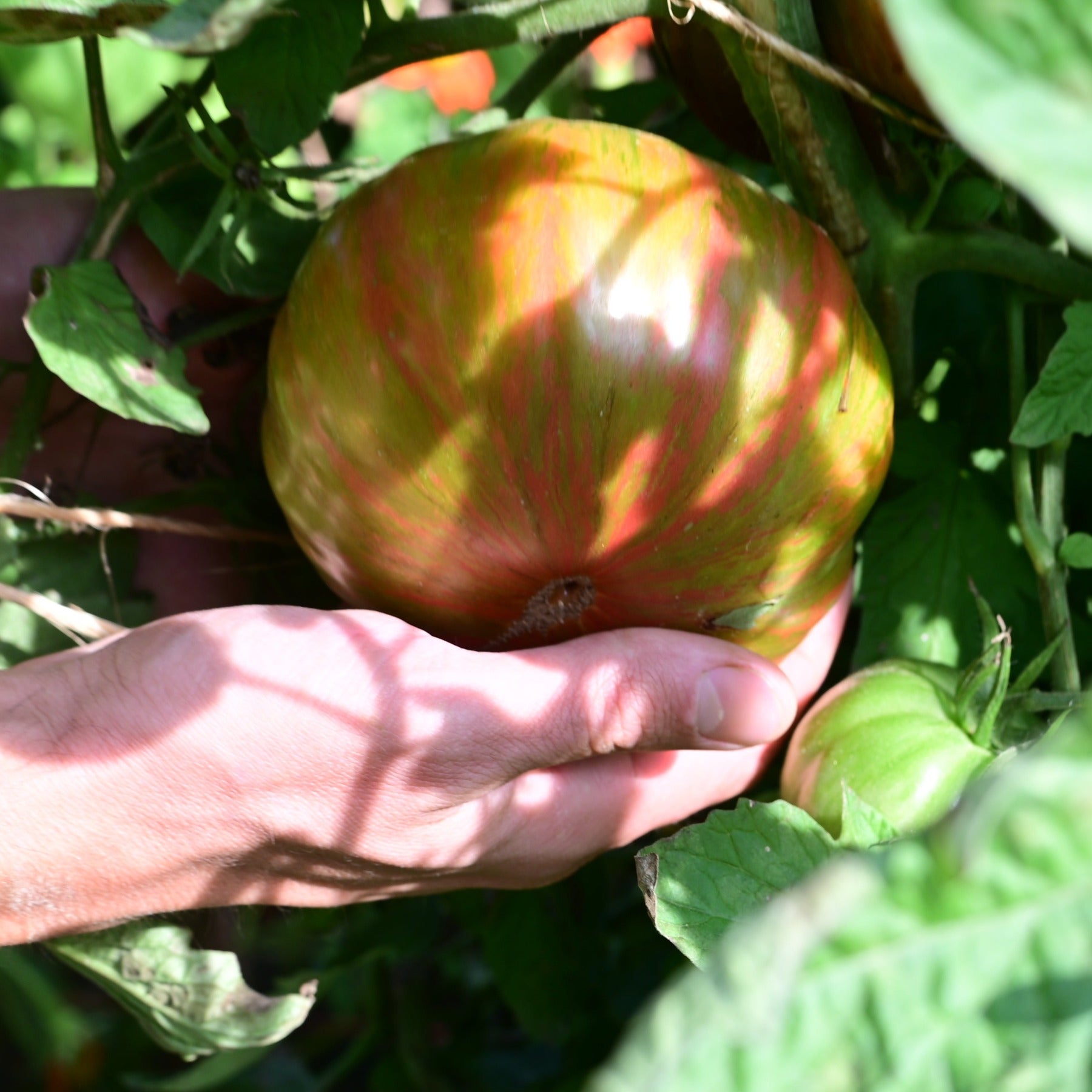 Green Copia Striped Green and Pink Slicer Tomato