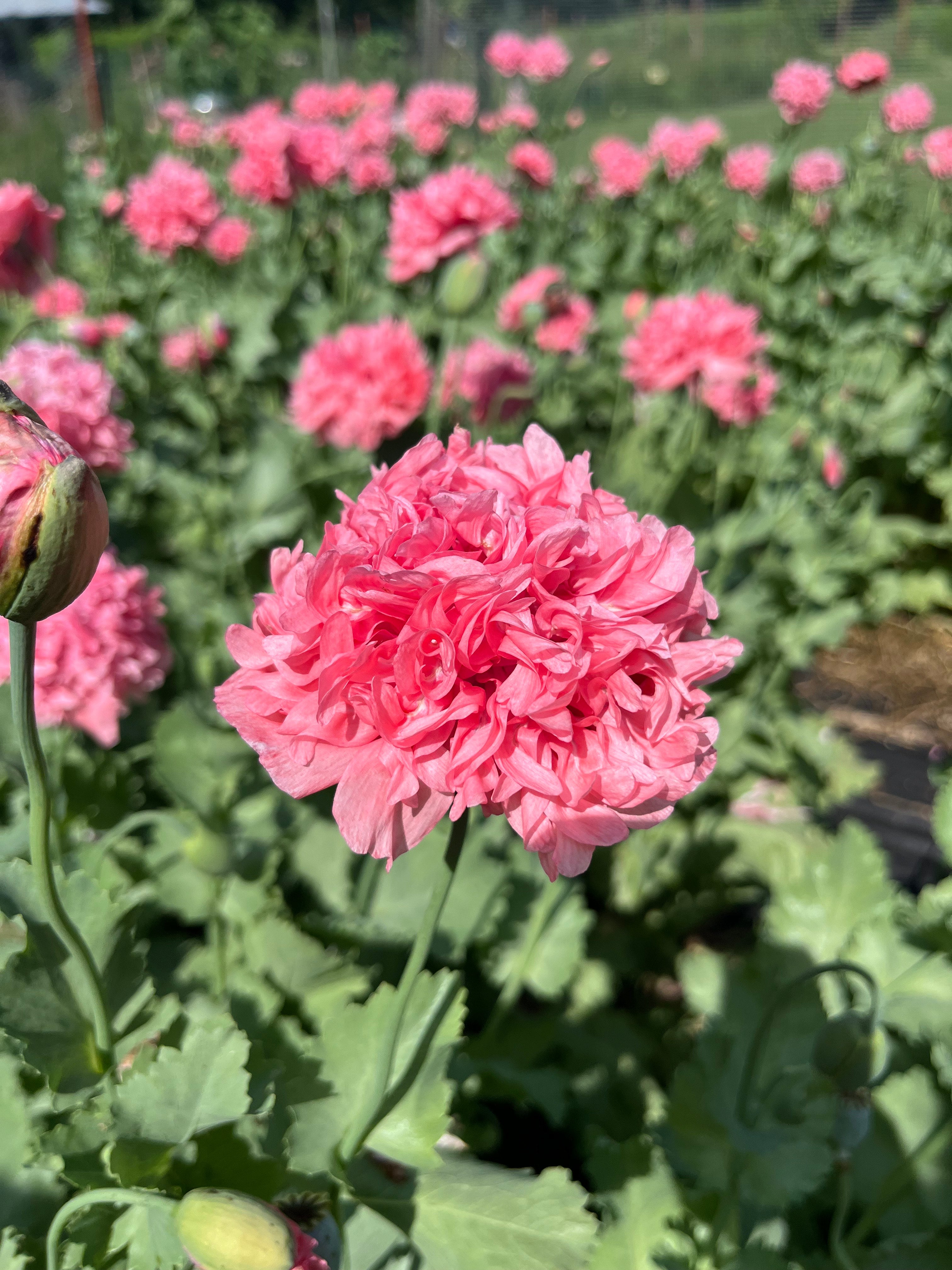 Close-up of a pink poppy flower with green leaves in the background