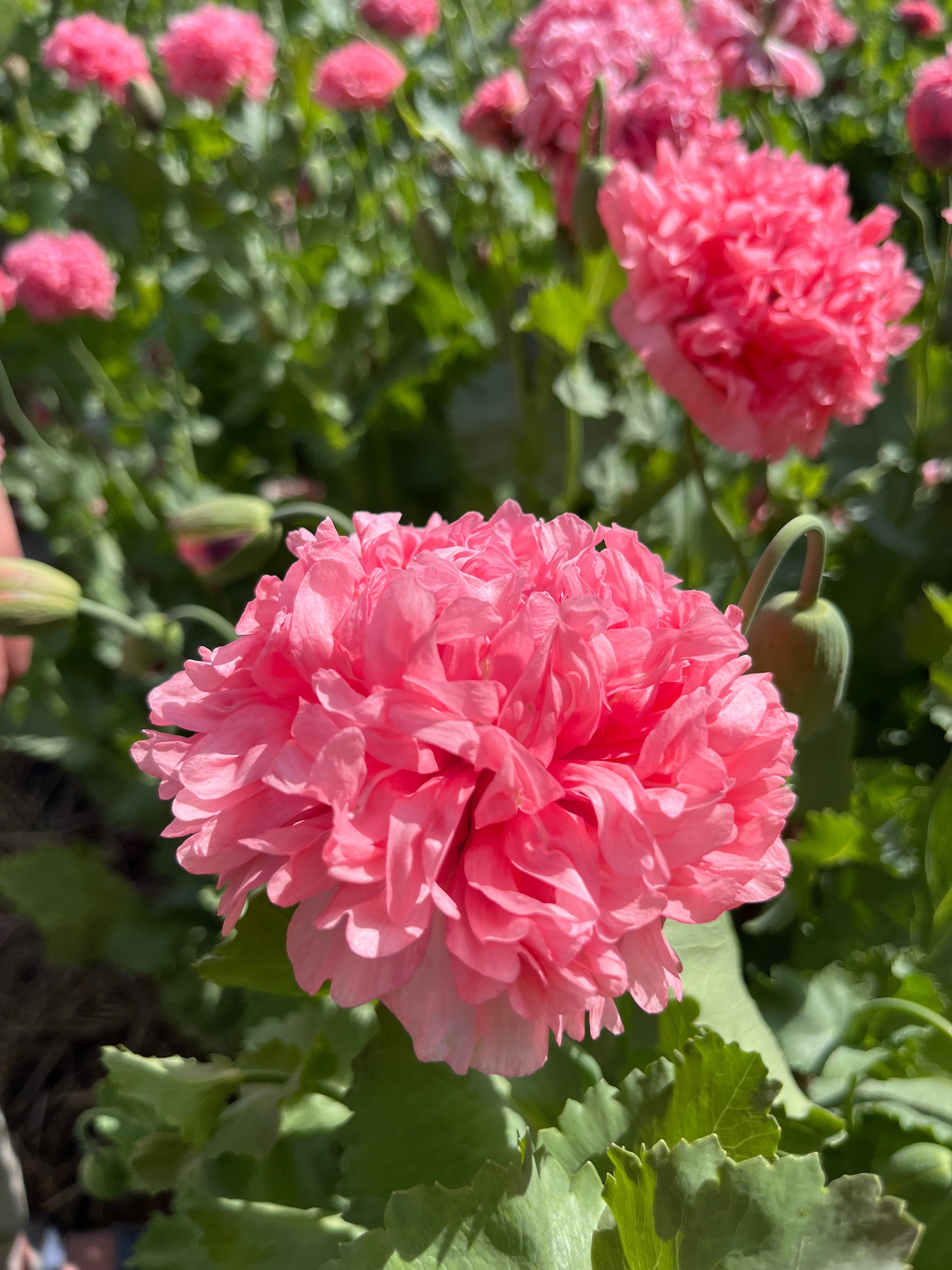 Close-up of a pink poppy flower with green leaves in the background