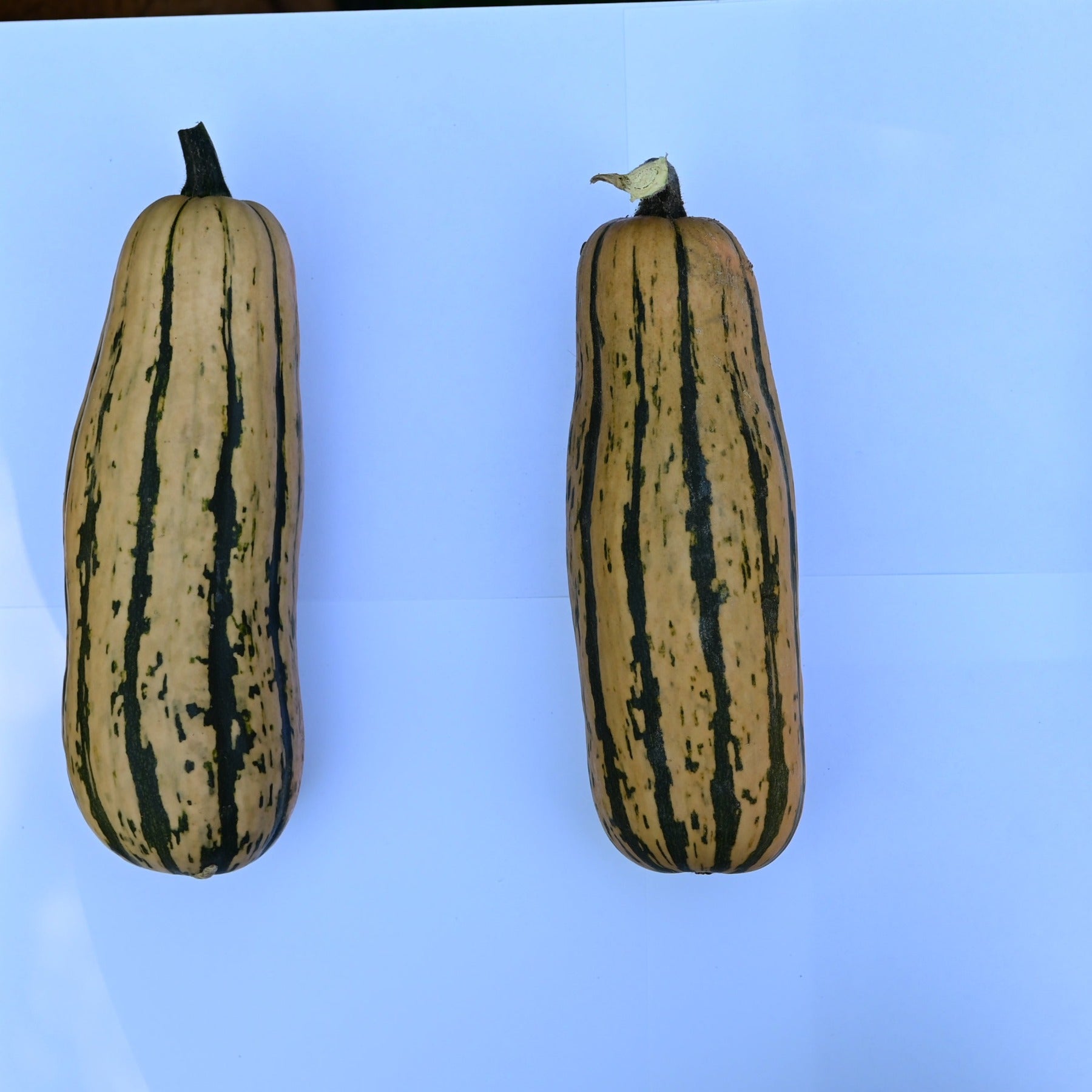 Two Honeyboat delicata squash framed against a white background