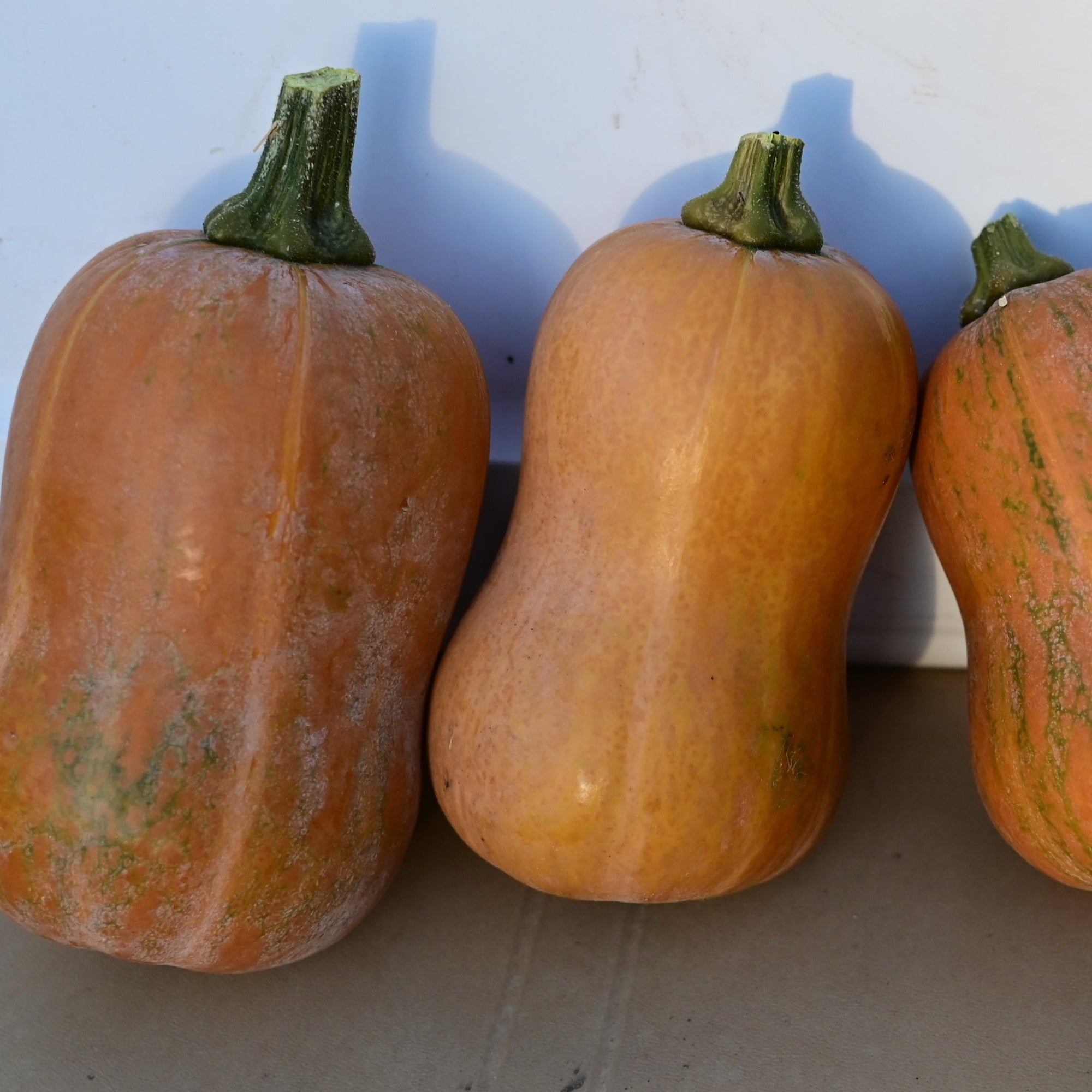 Three ripe honeynut squash mini butternut winter squashes against a white background