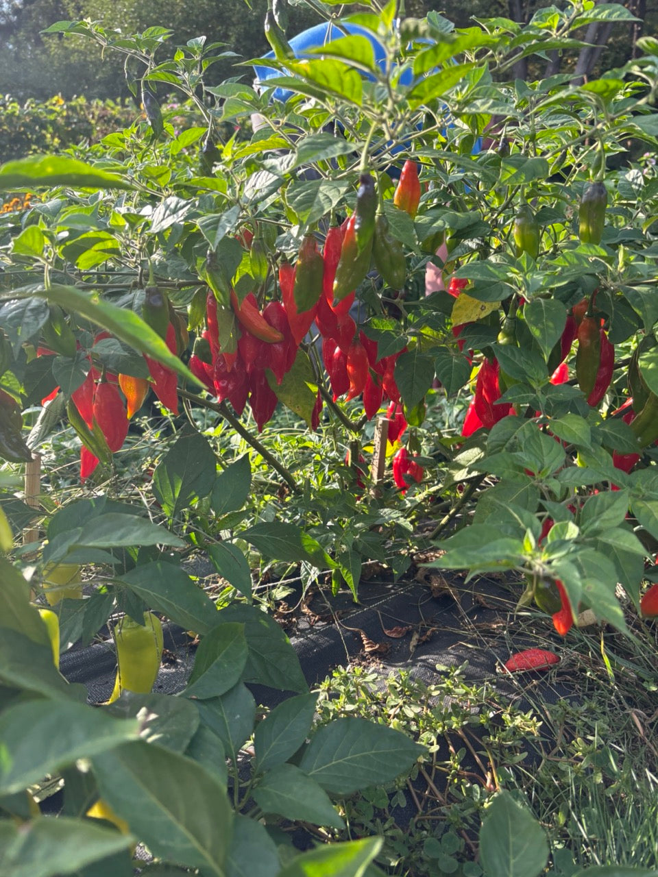 Hot Paper Lantern Red Habanero Pepper - Organic