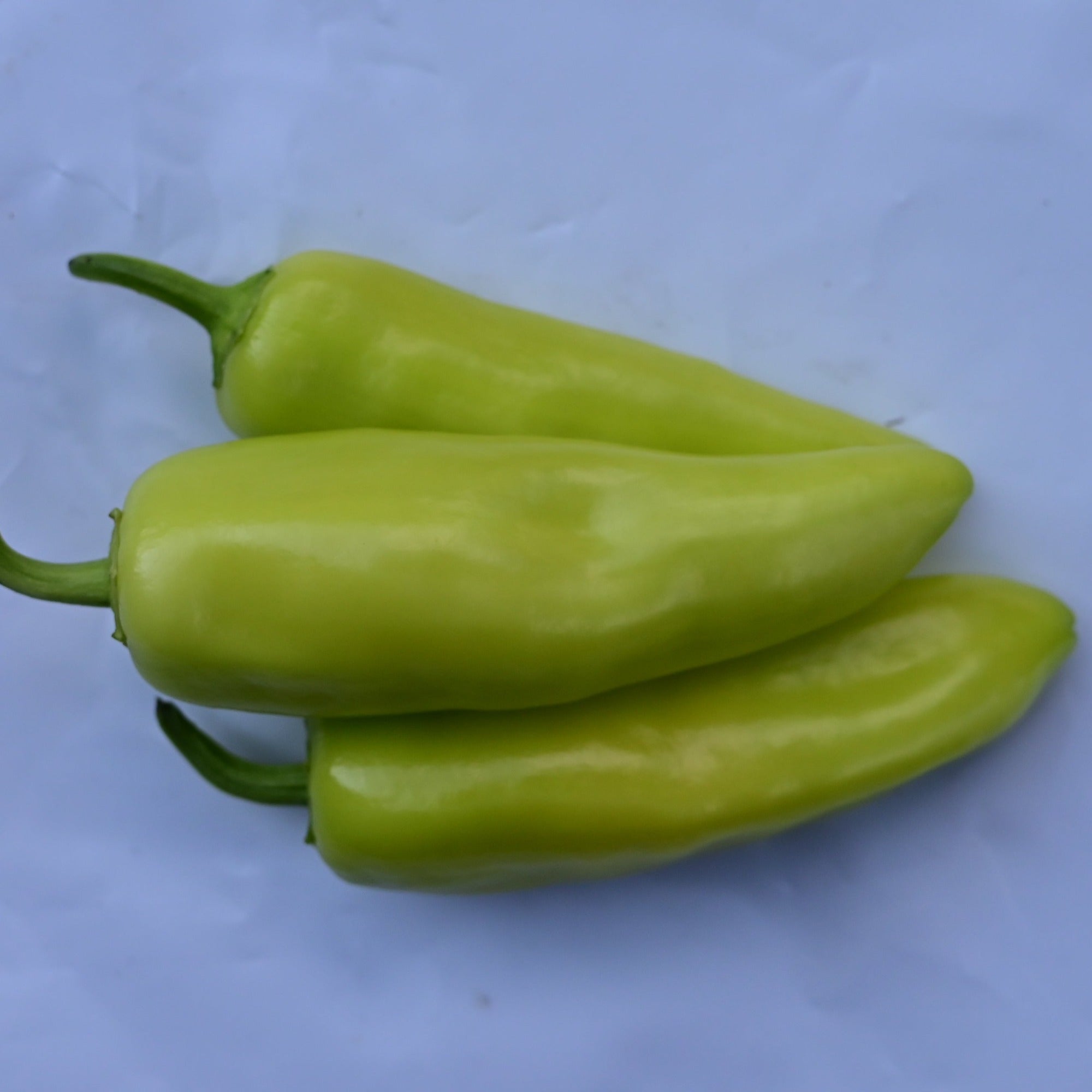 Hungarian Hot Wax Heirloom Pepper