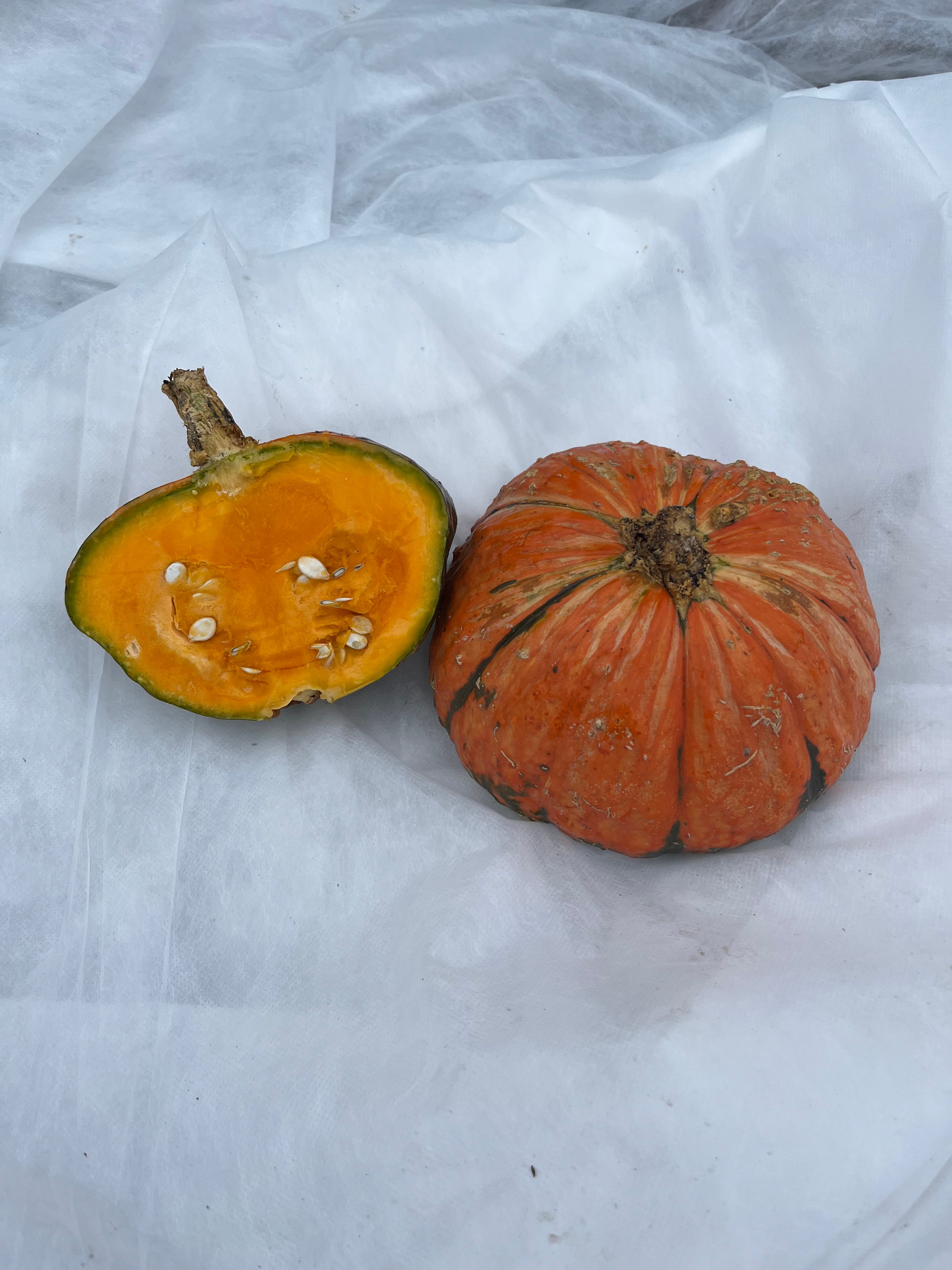 Green Gold Winter Squash