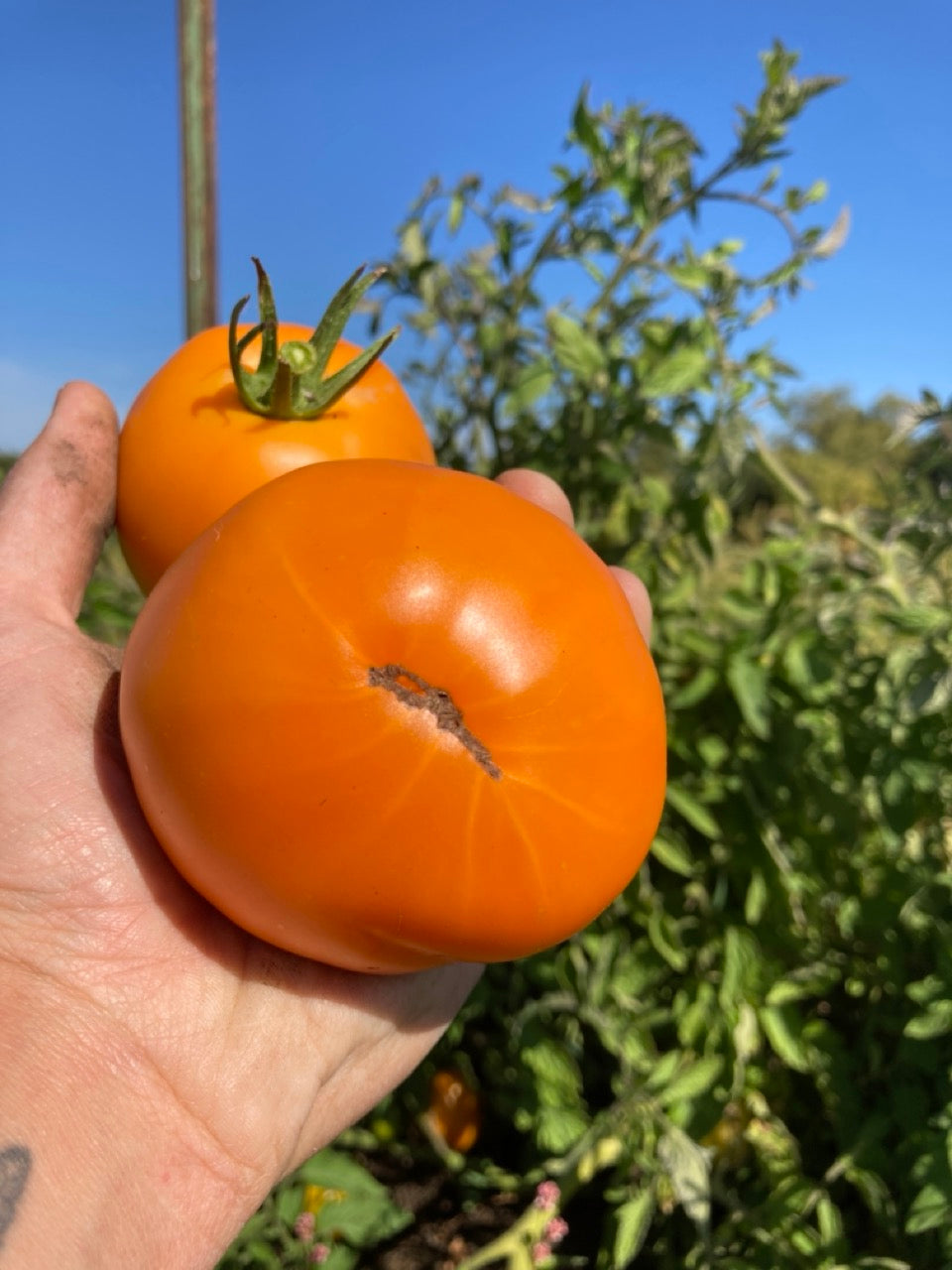 Valencia Orange Heirloom Slicer Tomato - Organic