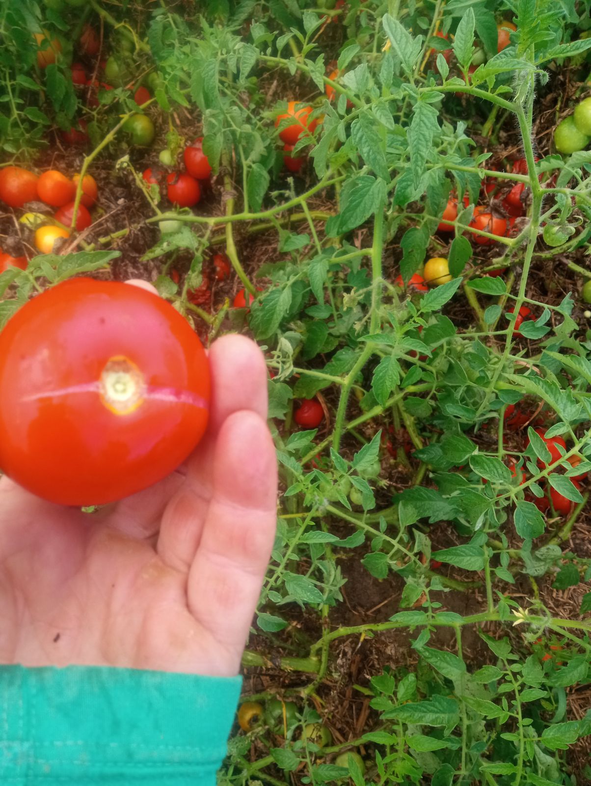 Sieger Disease Resistant Red Saladette Tomato