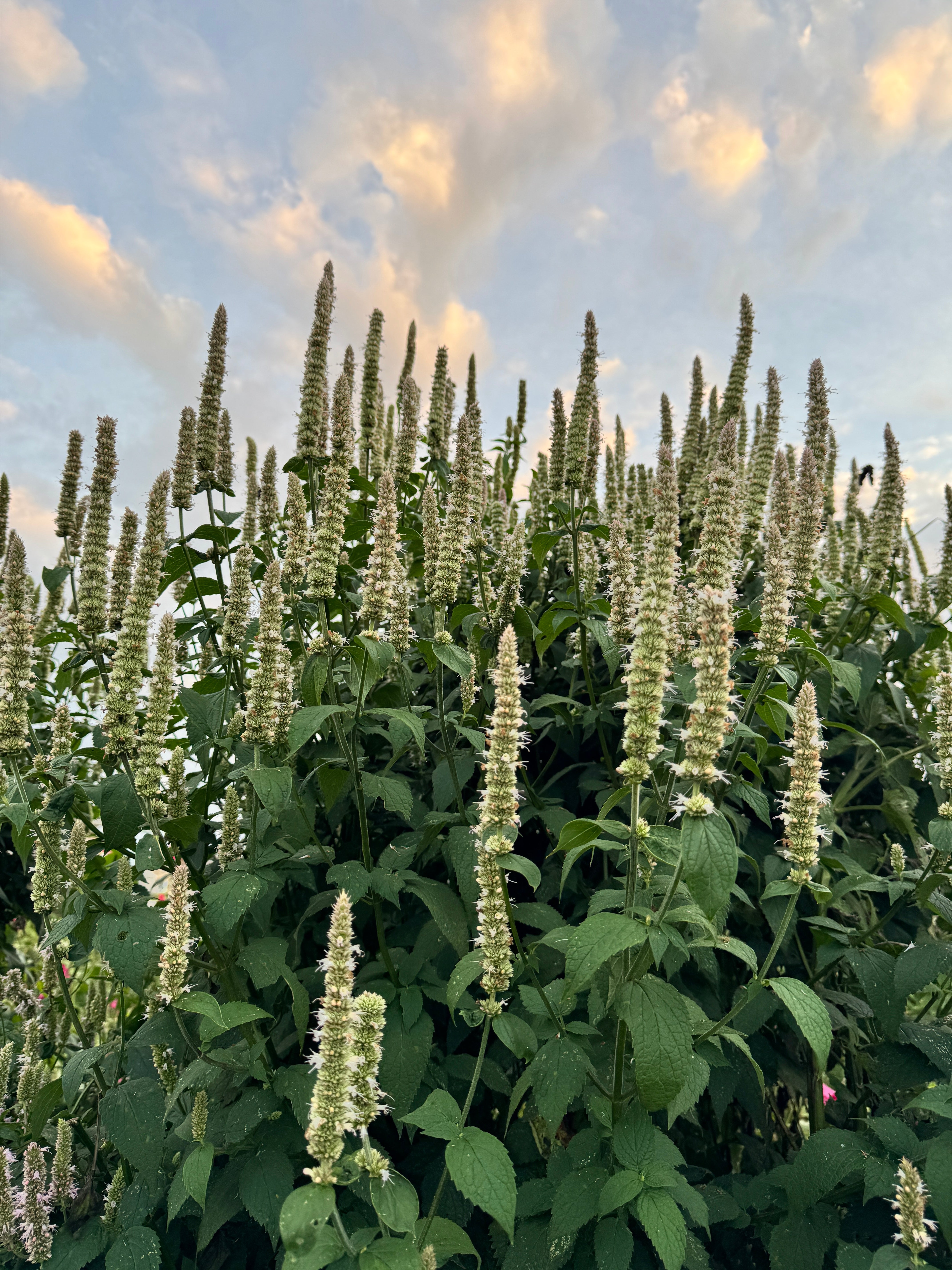 Purple Giant Hyssop Native Flower