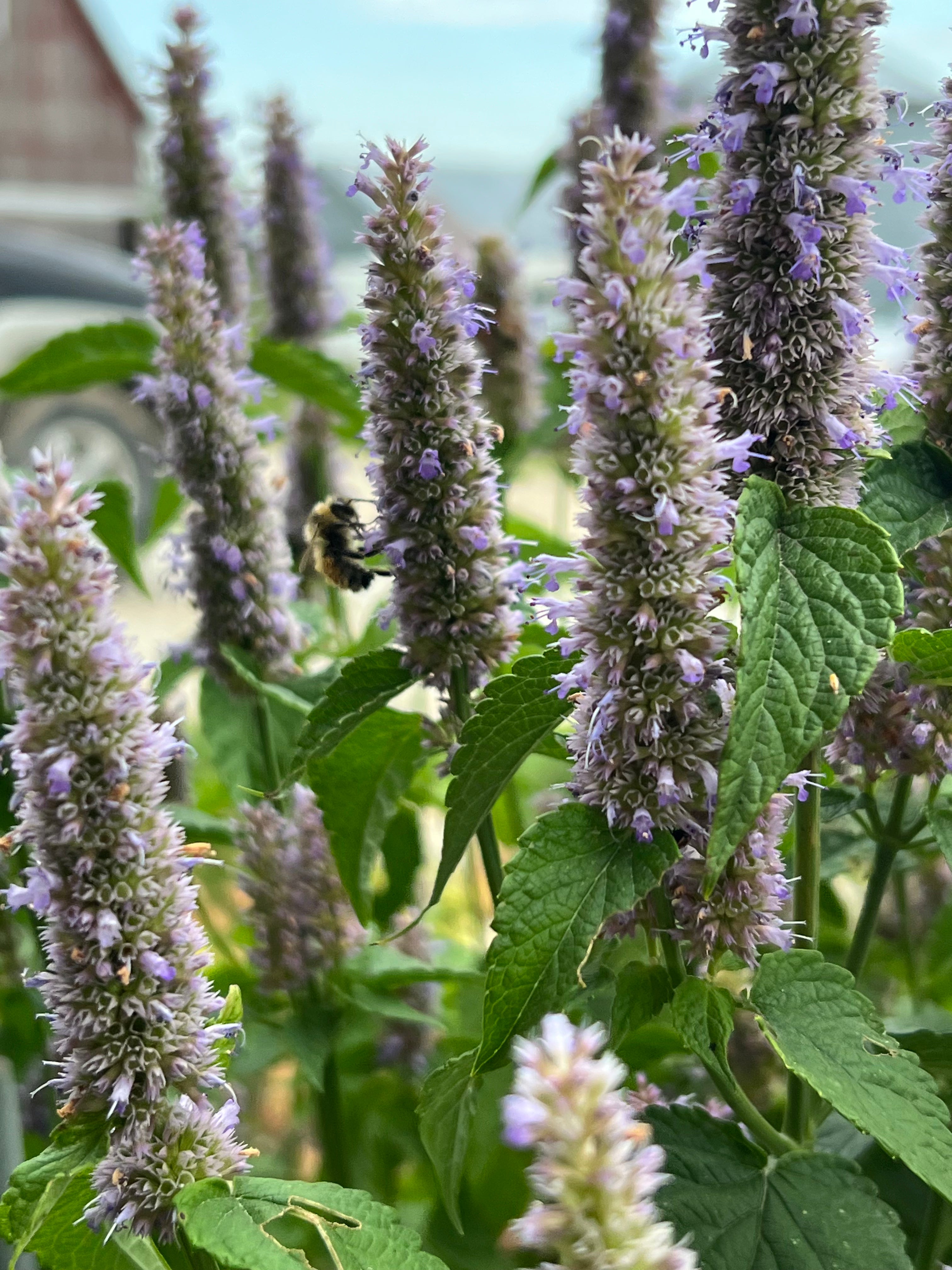 Purple Giant Hyssop Native Flower