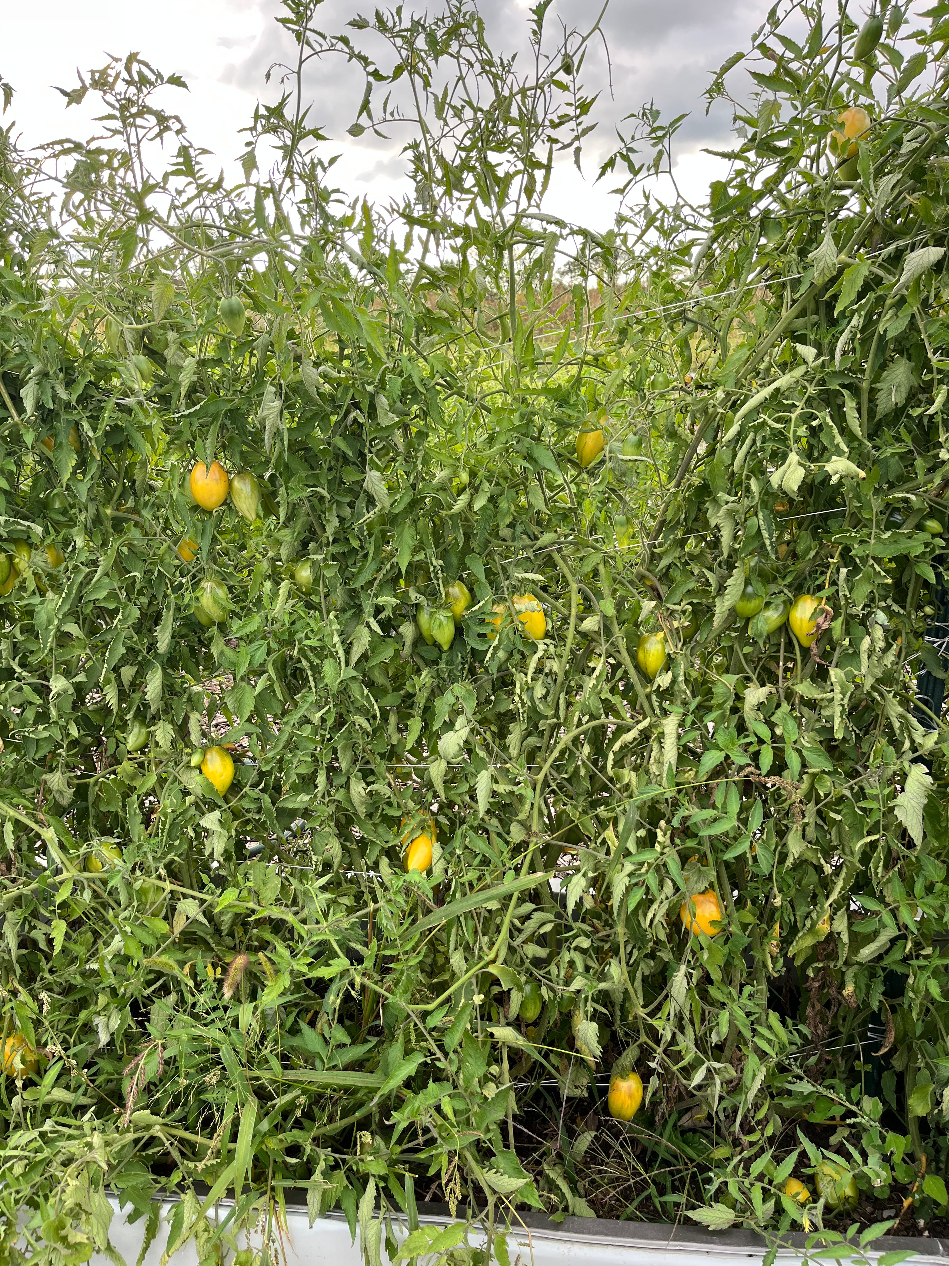 Tomato plants with green leaves and yellow tomatoes in a garden setting.