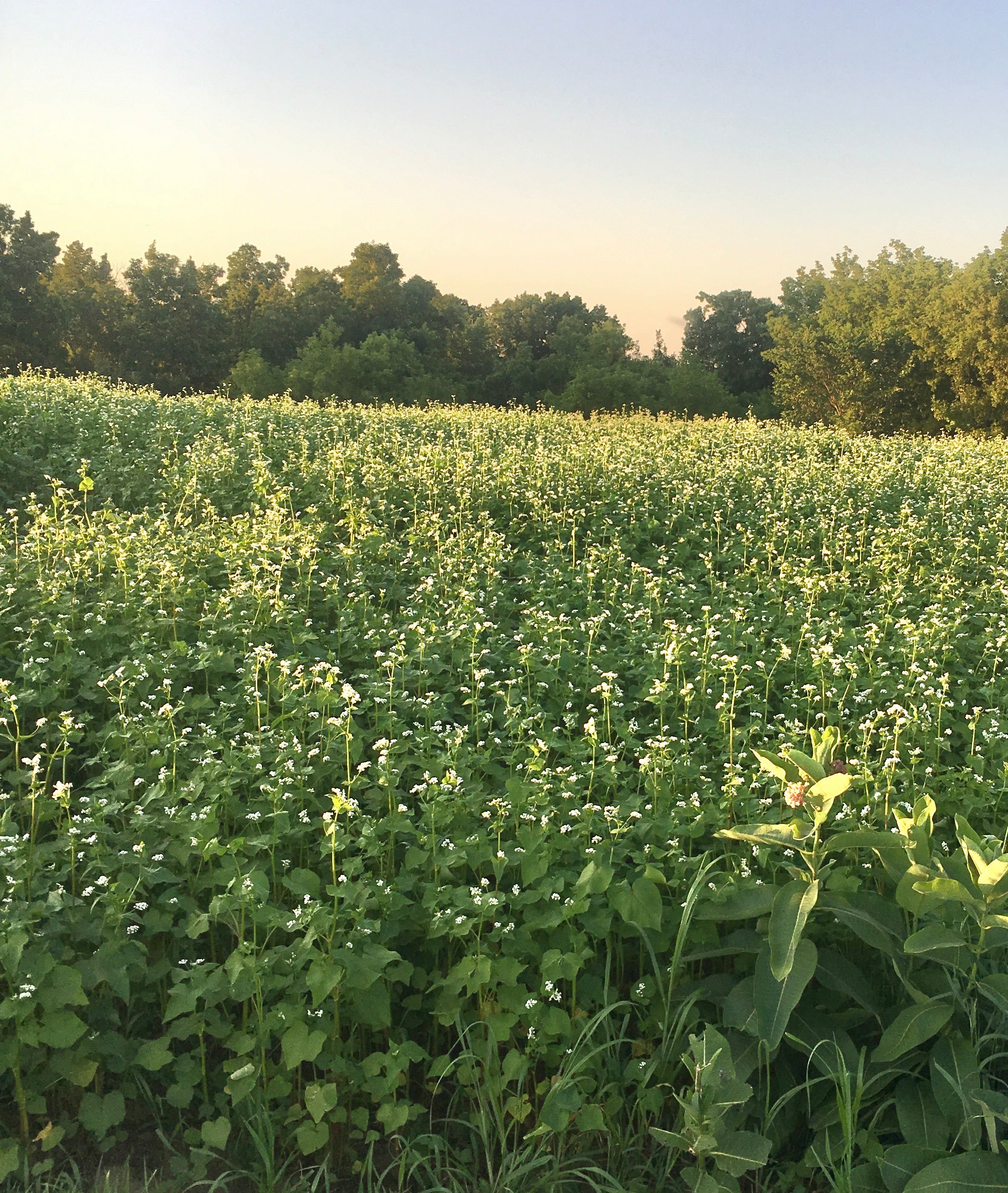 Buckwheat VNS Summer Cover Crop - Organic