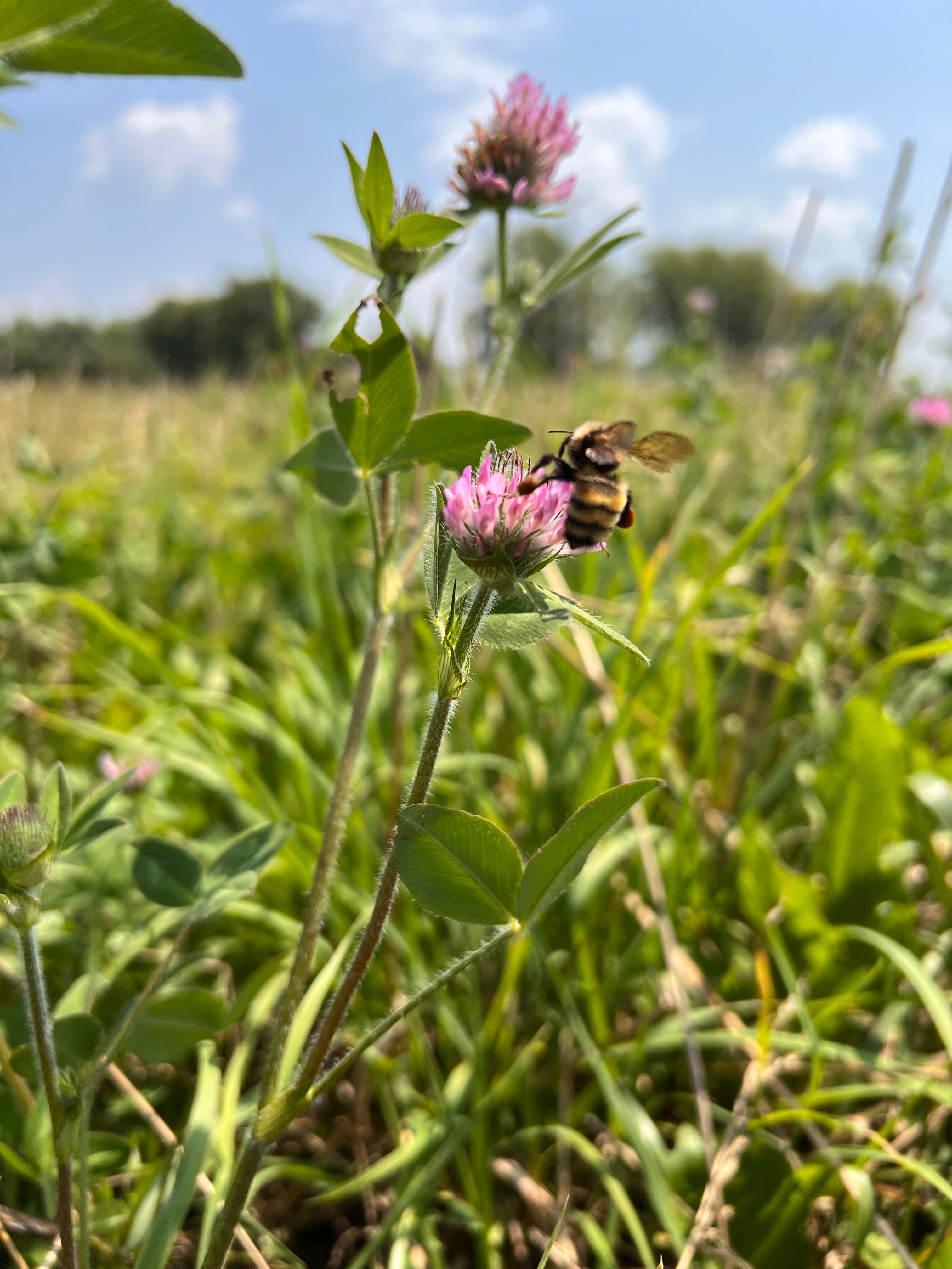 Medium Red Clover Organic Perennial Cover Crop